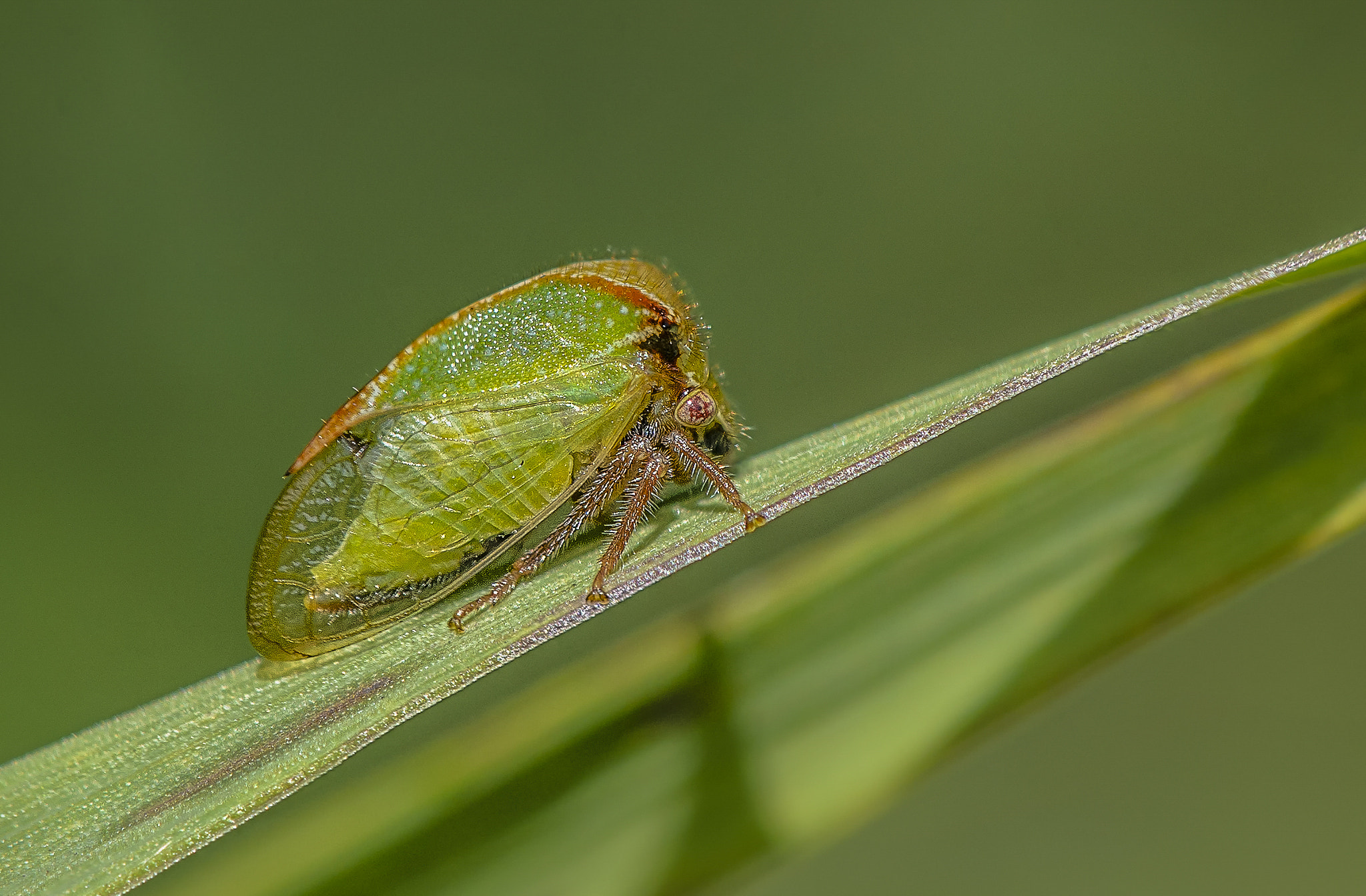 Nikon AF-S DX Micro-Nikkor 85mm F3.5G ED VR sample photo. Treehopper photography