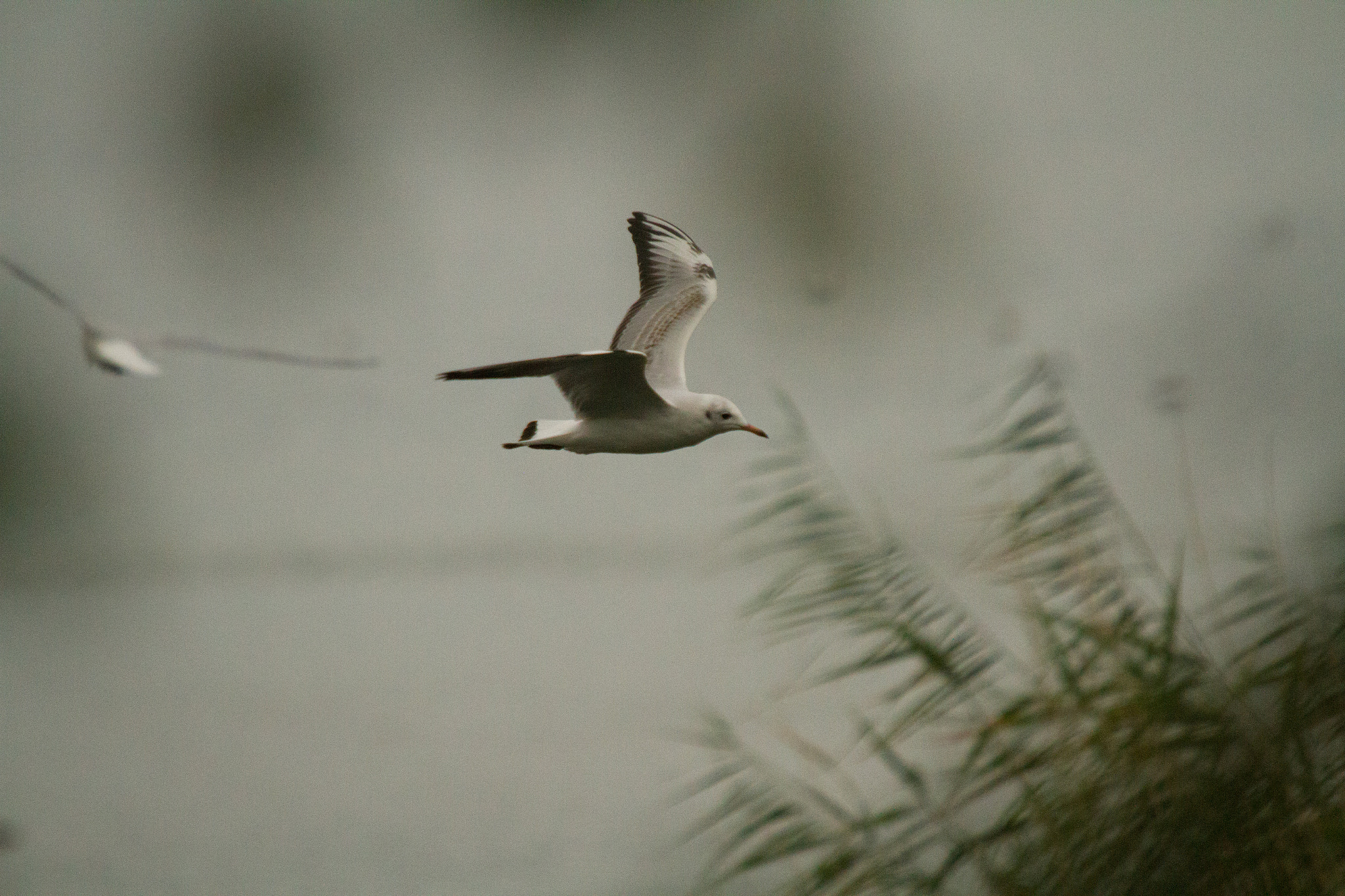 Sigma 50-500mm f/4-6.3 APO HSM EX sample photo. Racek photography