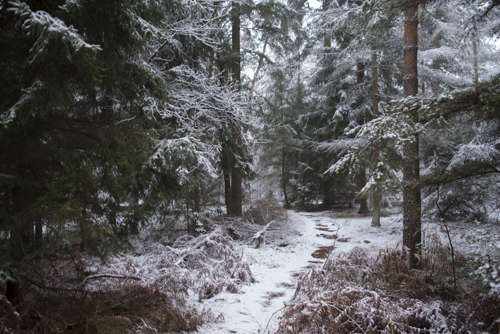 Nikon D800 + Nikon AF-S Nikkor 28mm F1.8G sample photo. My next xmas card. photography
