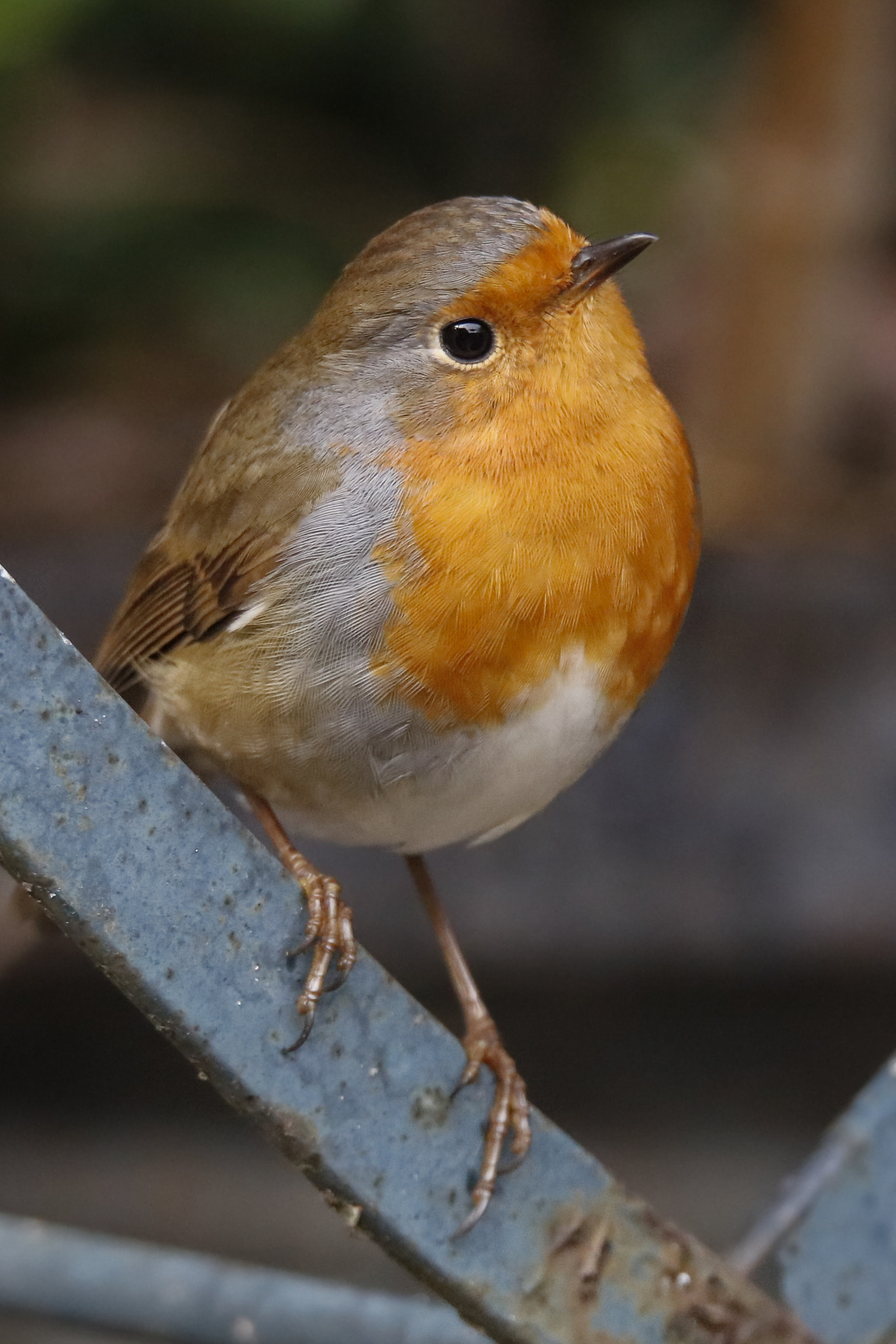 150-600mm F5-6.3 DG OS HSM | Sports 014 sample photo. Robin in the garden photography