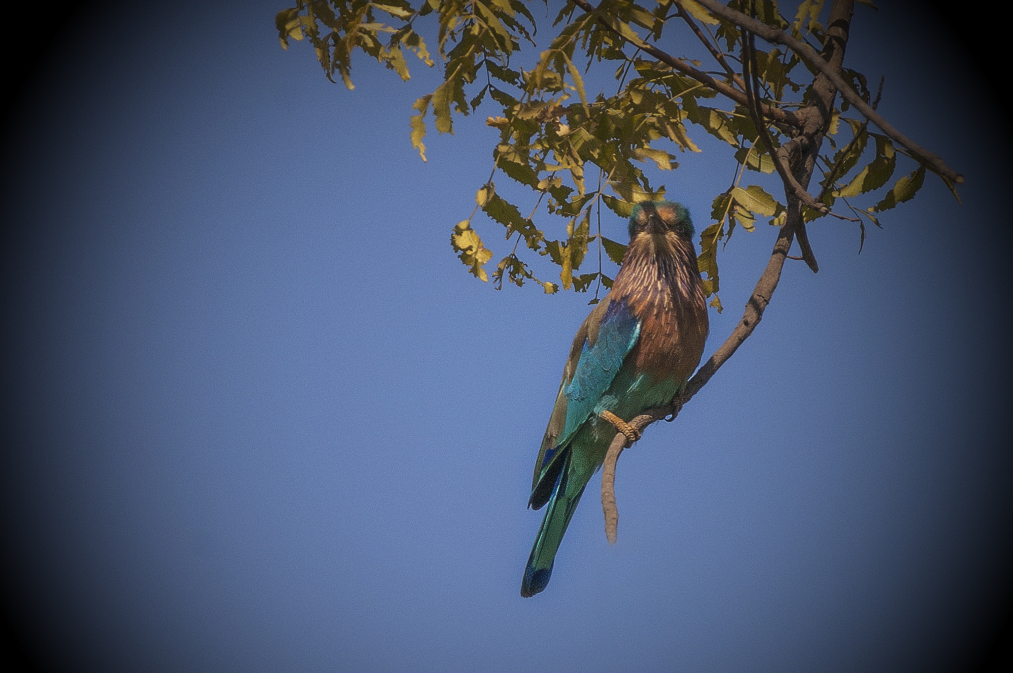 Sigma 18-200mm F3.5-6.3 DC OS HSM sample photo. Indian roller photography