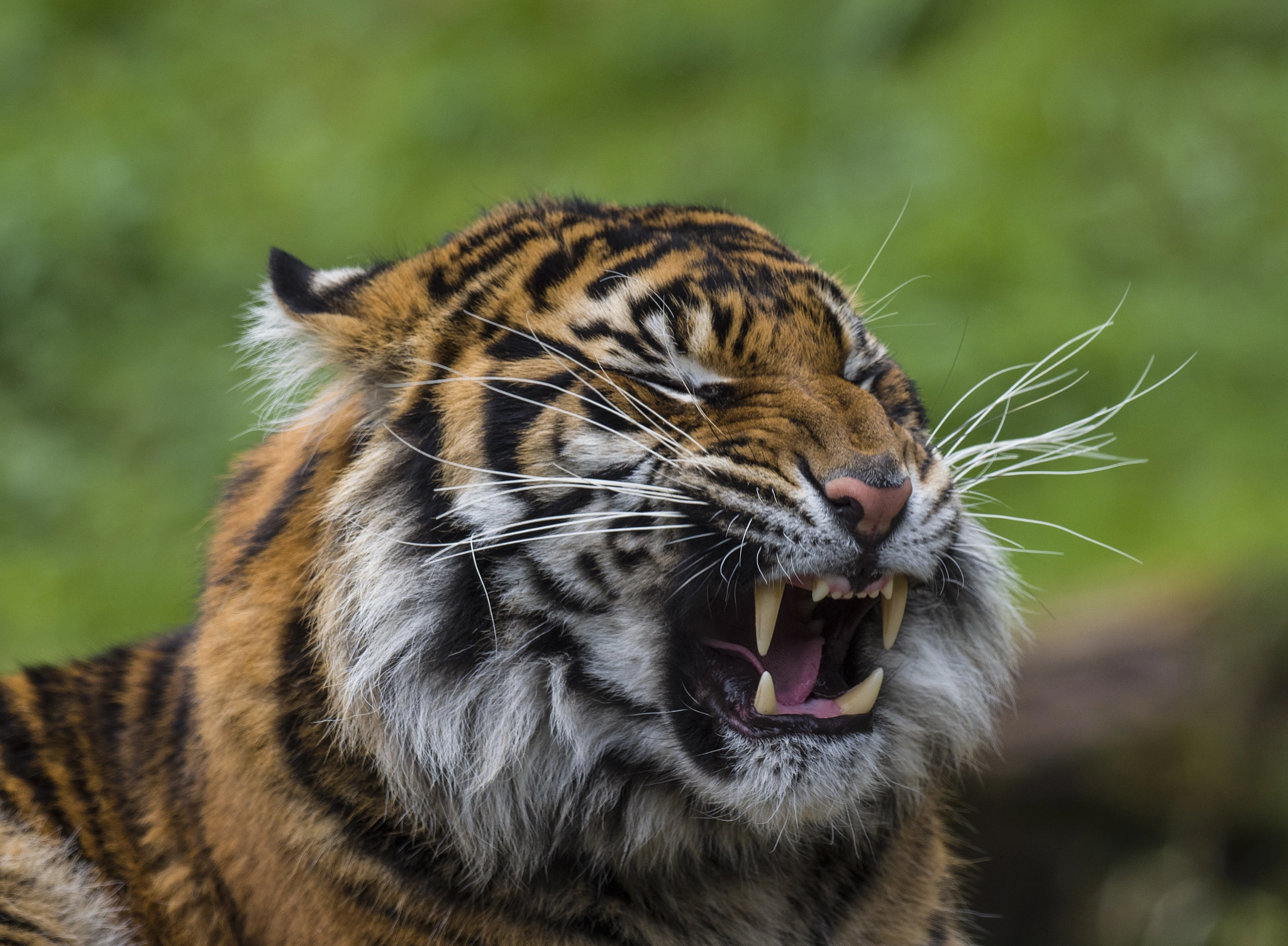 Olympus OM-D E-M1 Mark II + OLYMPUS M.300mm F4.0 sample photo. Whiskers photography