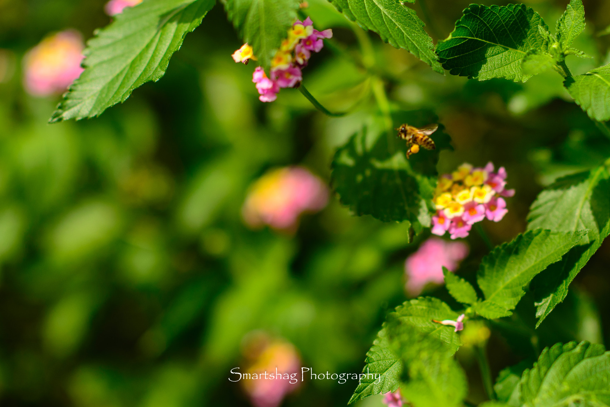 Nikon D610 + Nikon AF-S Nikkor 85mm F1.4G sample photo. Hard work for sweet reward photography