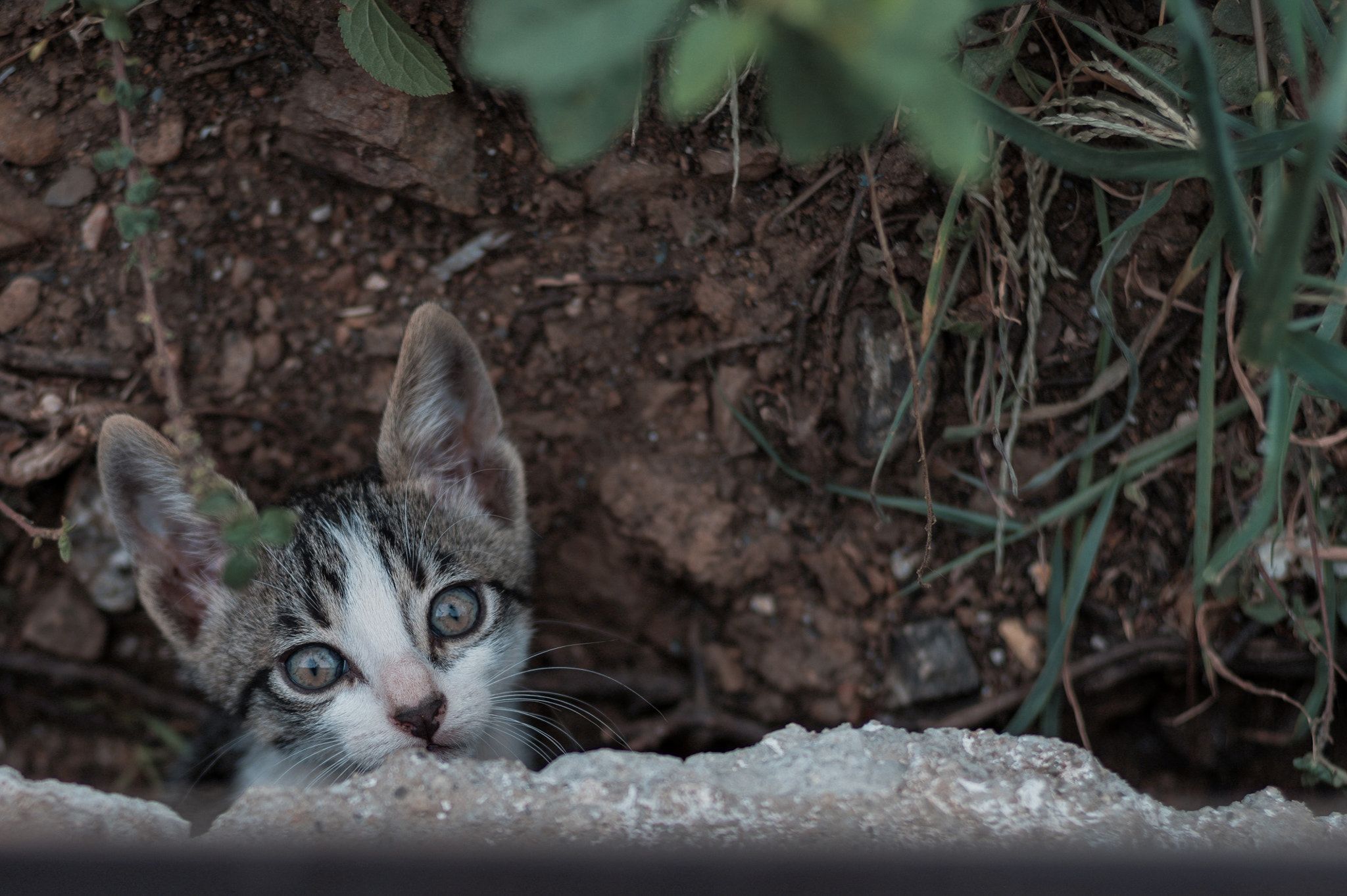 Pentax K-1 + Pentax smc FA 77mm 1.8 Limited sample photo. Kitten photography
