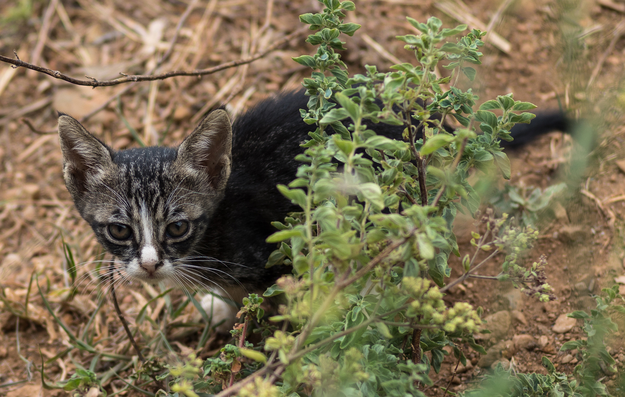 Pentax K-1 + Pentax smc FA 77mm 1.8 Limited sample photo. Kitten photography