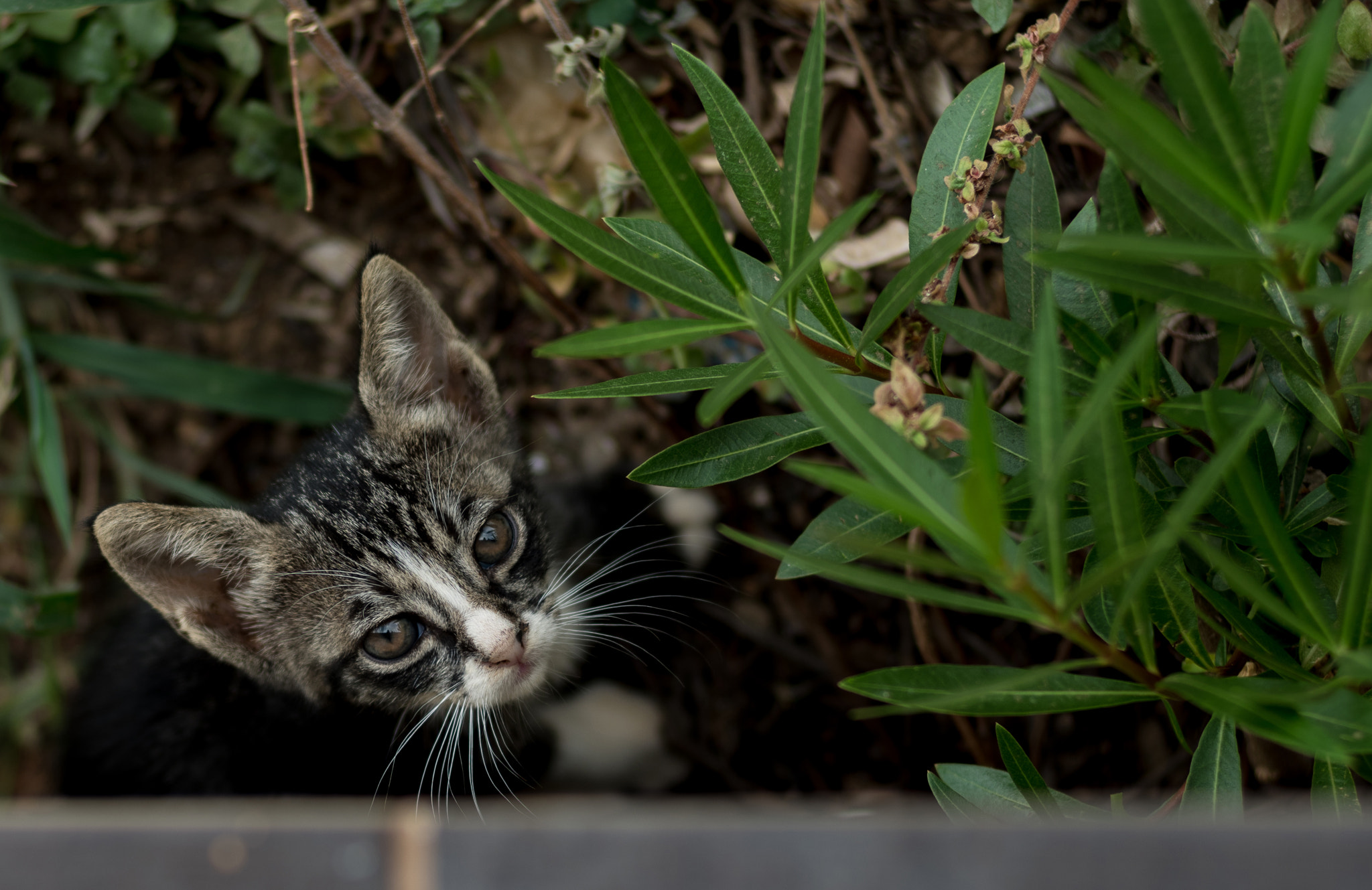 Pentax K-1 + Pentax smc FA 77mm 1.8 Limited sample photo. Kitten photography