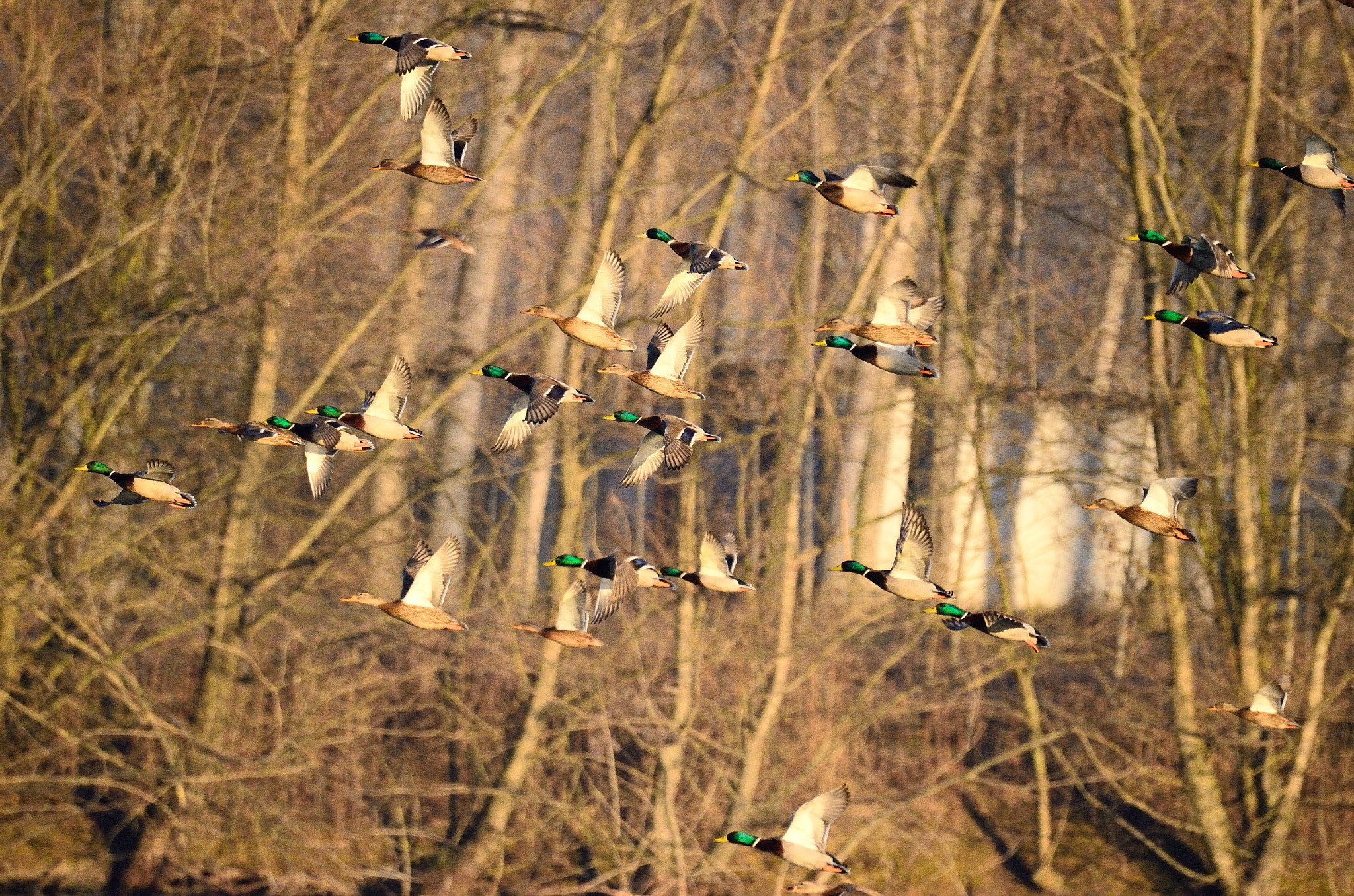 Nikon D7000 sample photo. The flight of the wild ducks photography