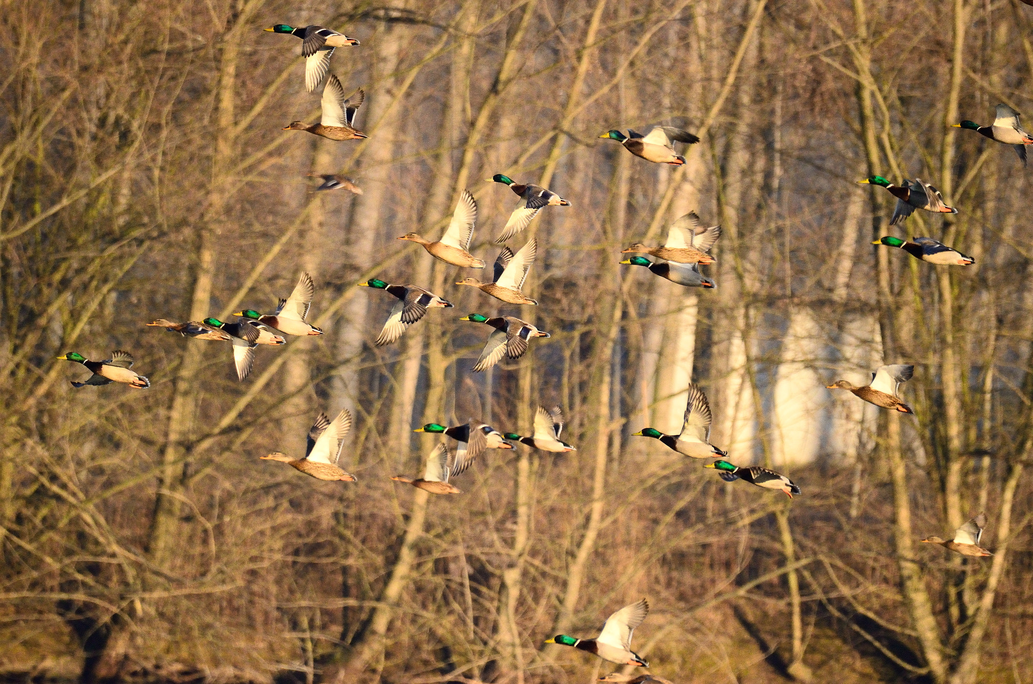 Sigma 150-600mm F5-6.3 DG OS HSM | S sample photo. The flight of the wild ducks photography