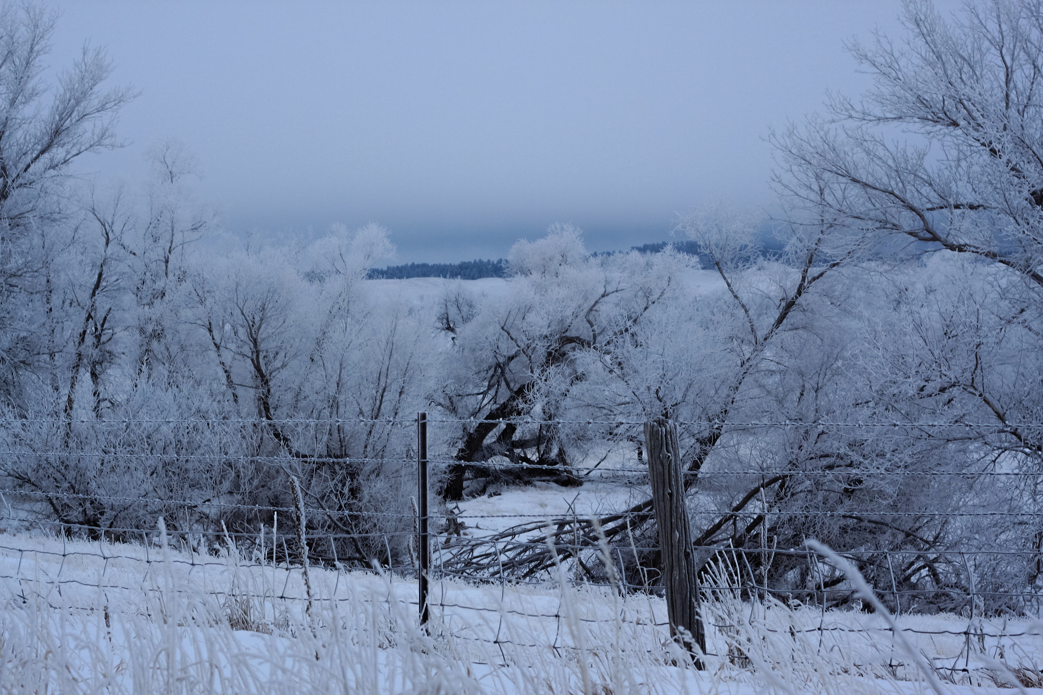 Canon EOS 500D (EOS Rebel T1i / EOS Kiss X3) sample photo. Frosty nebraska morning photography