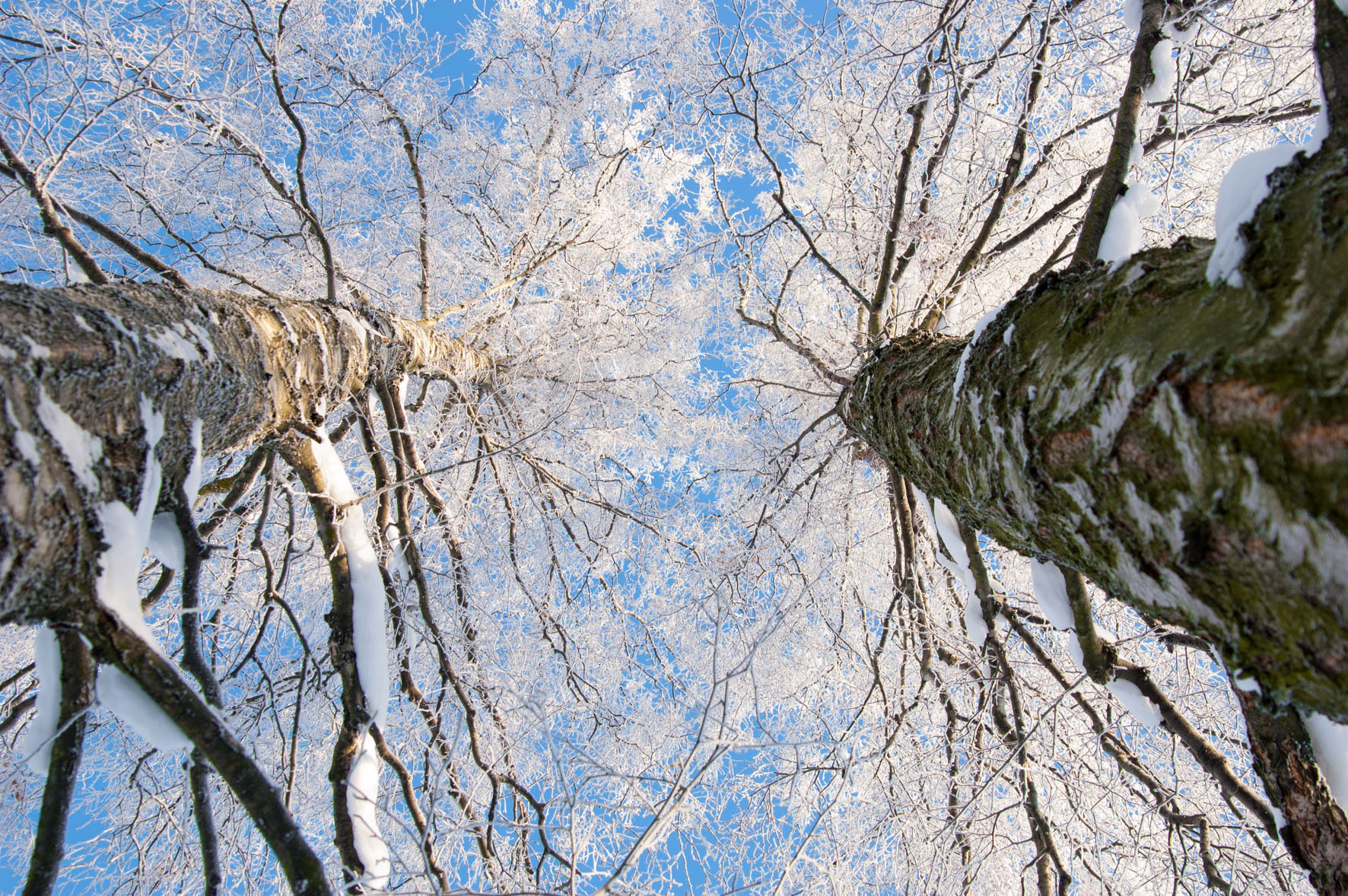 Nikon D50 sample photo. Frosty birch trees in winter photography