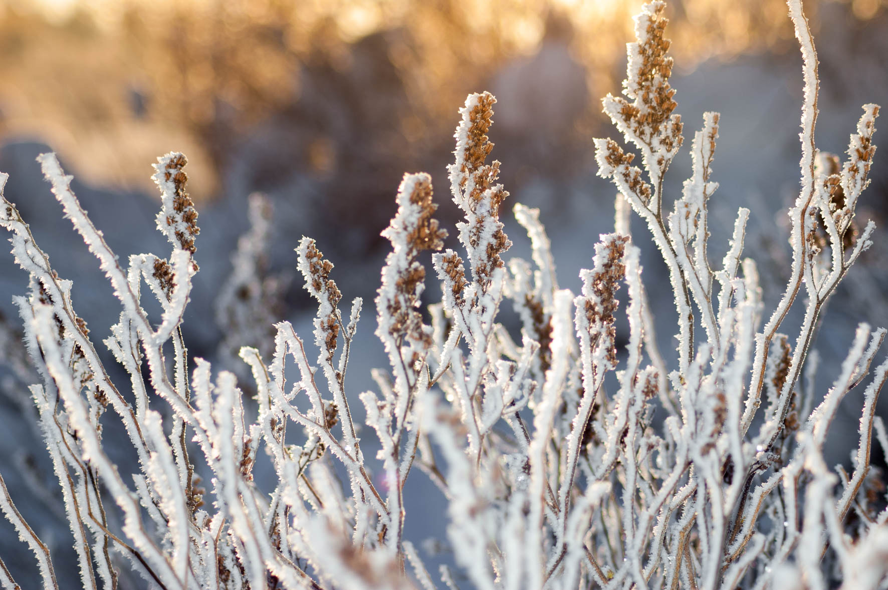 Nikon D50 sample photo. Frozen photography