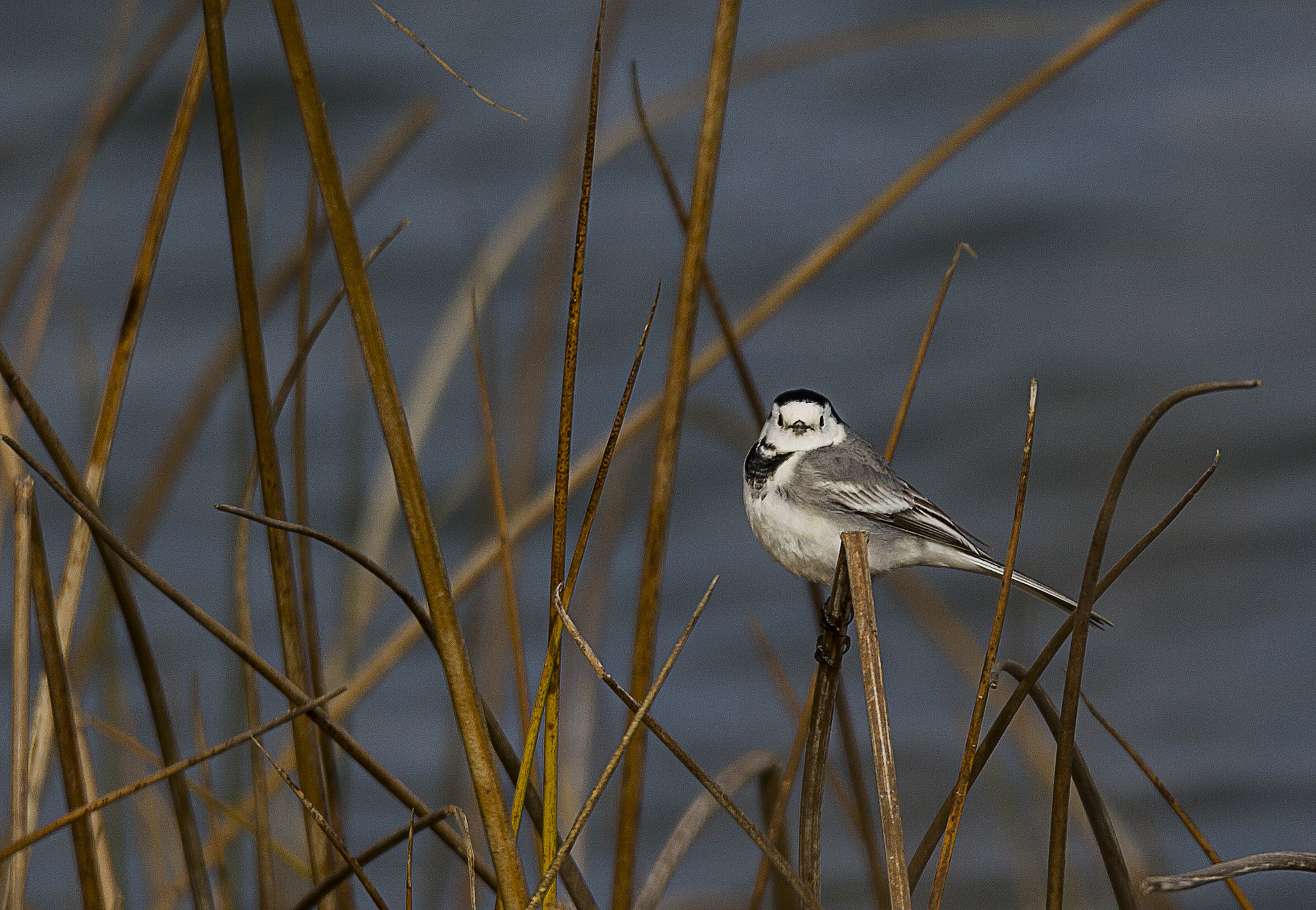 Canon EOS-1D Mark IV sample photo. Lavandera photography