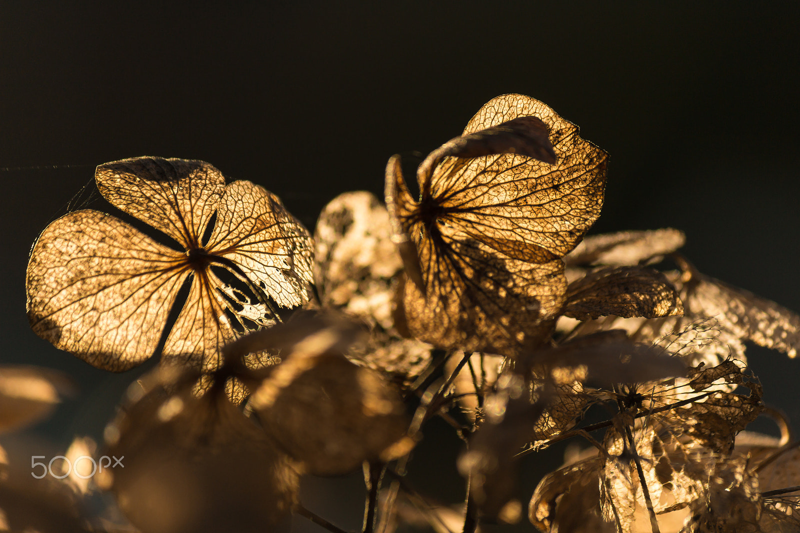 Canon EF-S 55-250mm F4-5.6 IS II sample photo. Hydrangea arborescens photography