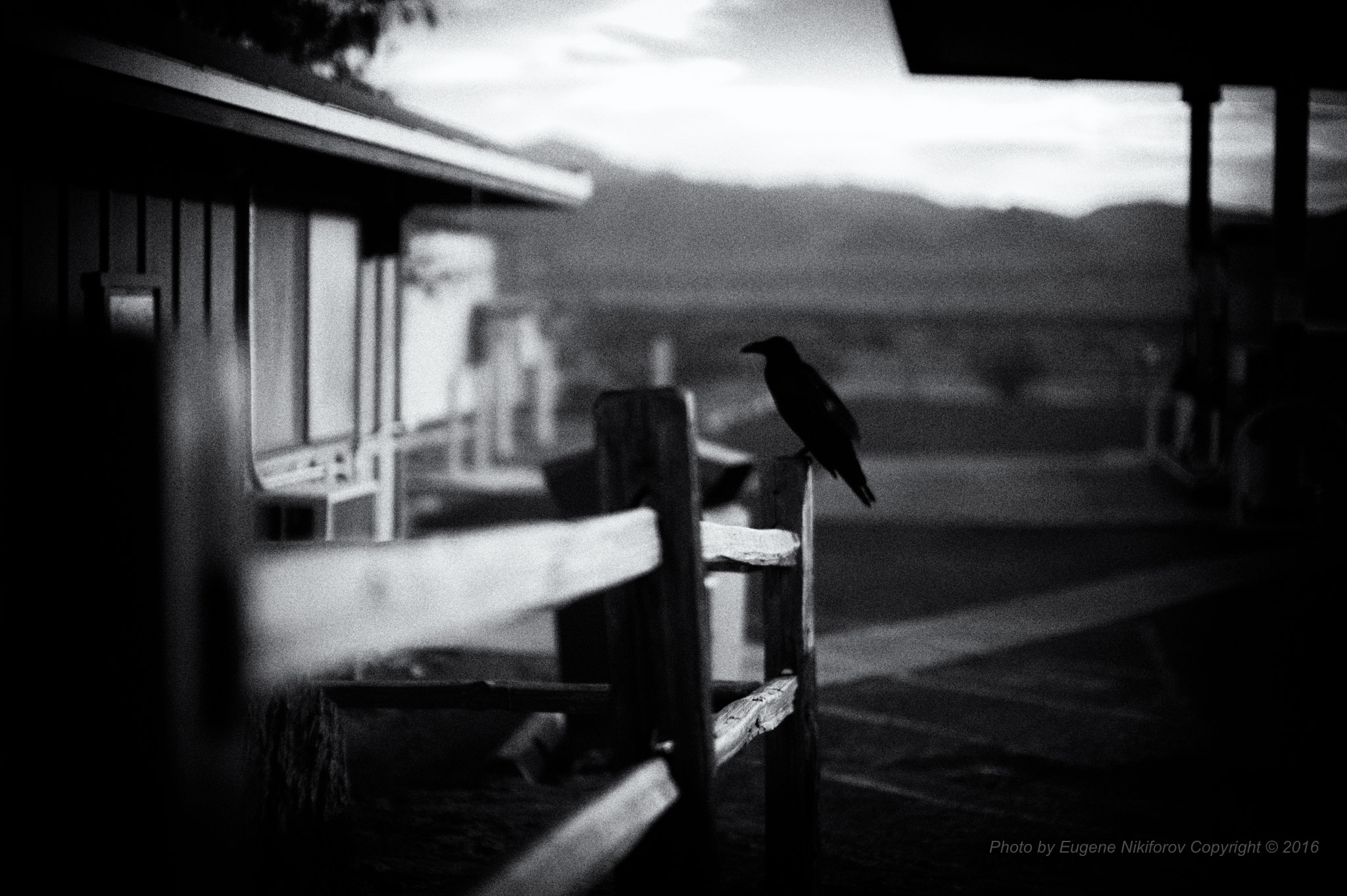 Leica M9 + Leica Noctilux-M 50mm F0.95 ASPH sample photo. In the end you start thinking about the beginning. and when you see a raven you start thinking... photography