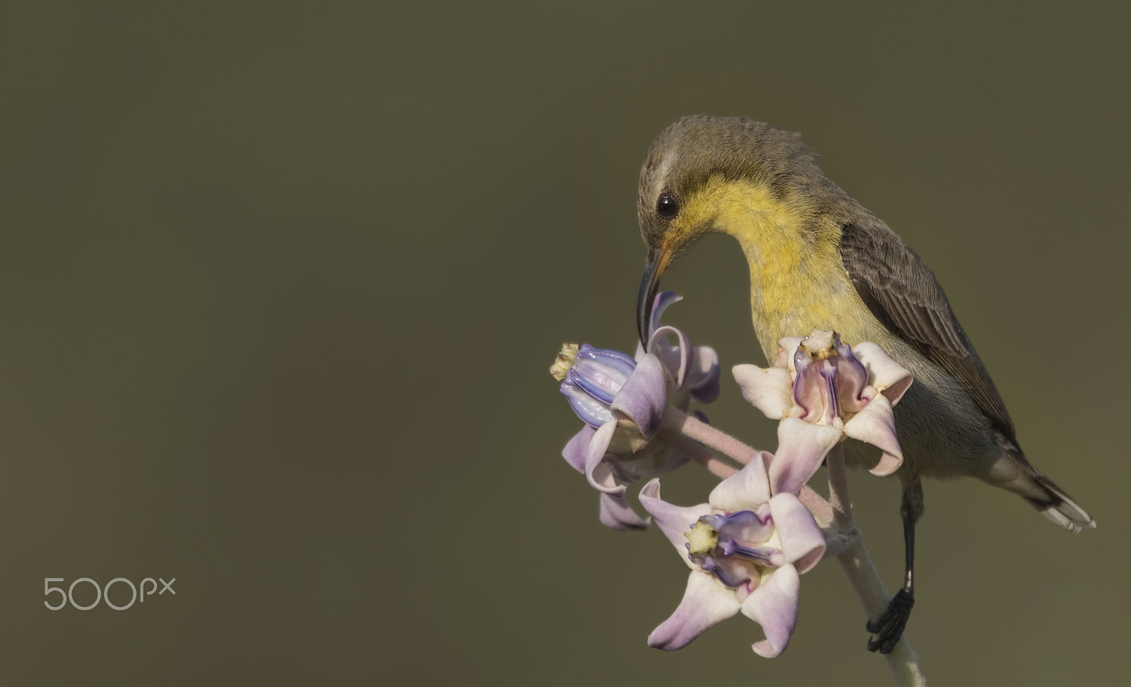 Nikon D750 + Nikon AF-S Nikkor 500mm F4G ED VR sample photo. Purple sunbird photography