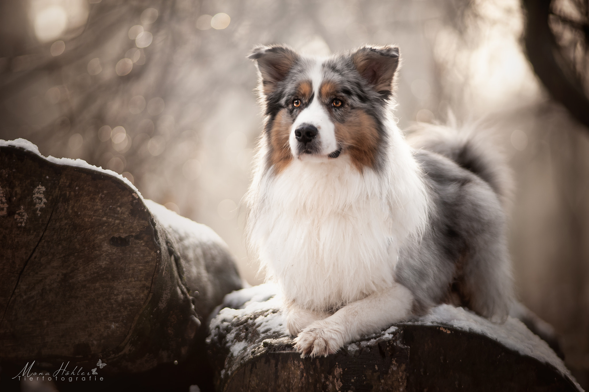 Nikon D3 + Nikon AF Nikkor 180mm F2.8D ED-IF sample photo. Winter in the morning photography