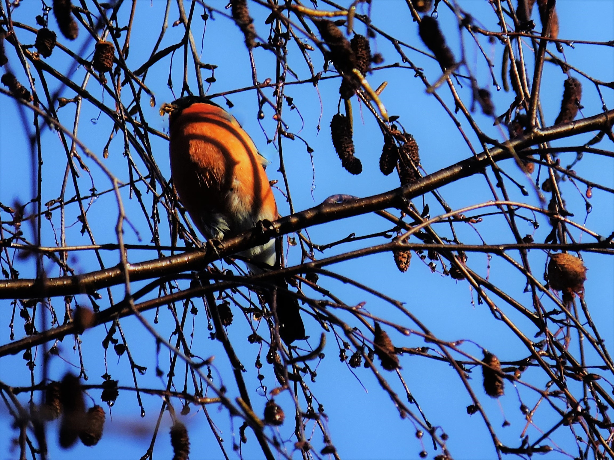 Fujifilm FinePix F770EXR (FinePix F775EXR) sample photo. Bullfinch feeding high in tree photography