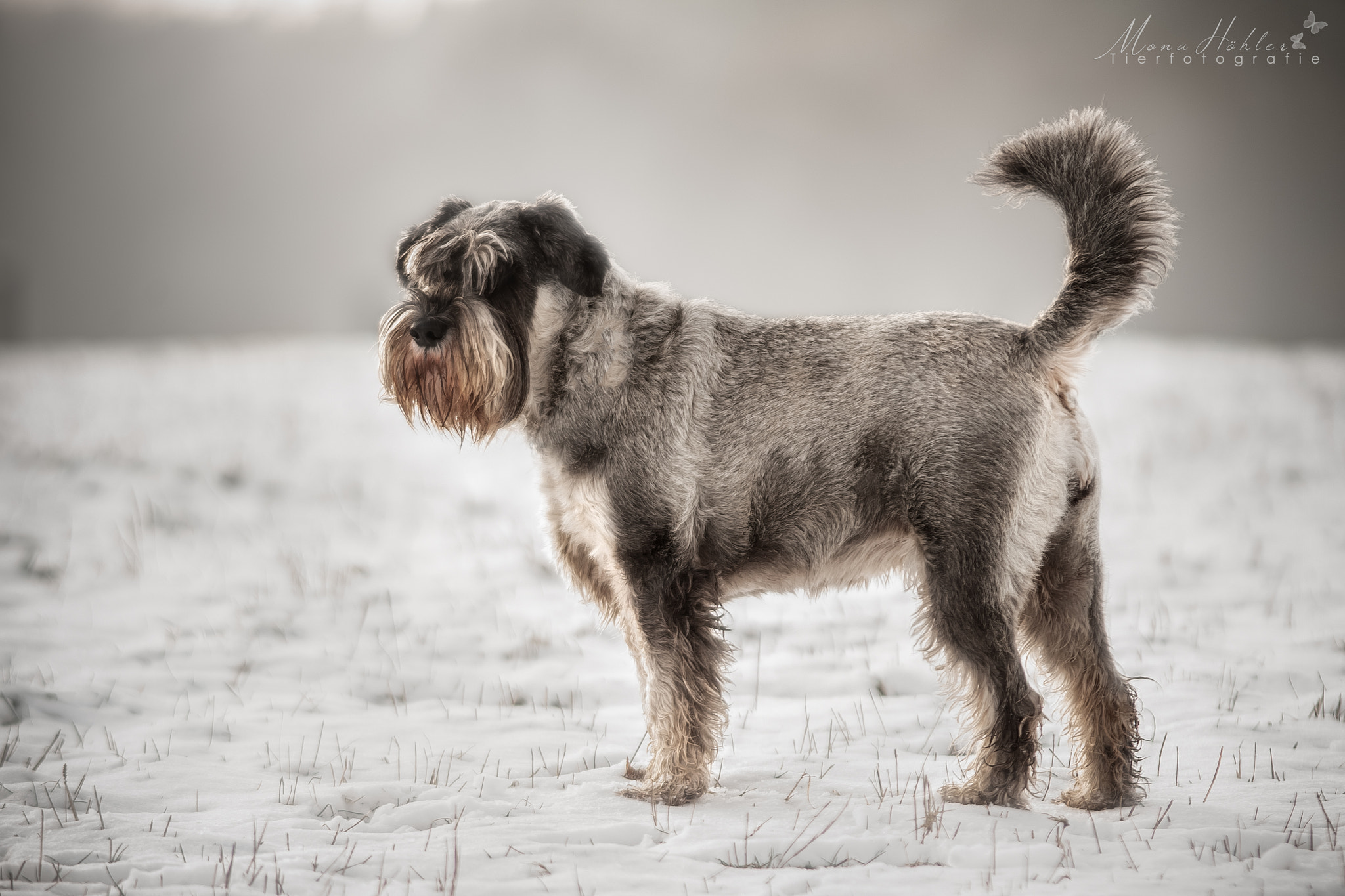 Nikon AF Nikkor 180mm F2.8D ED-IF sample photo. Time for snow photography