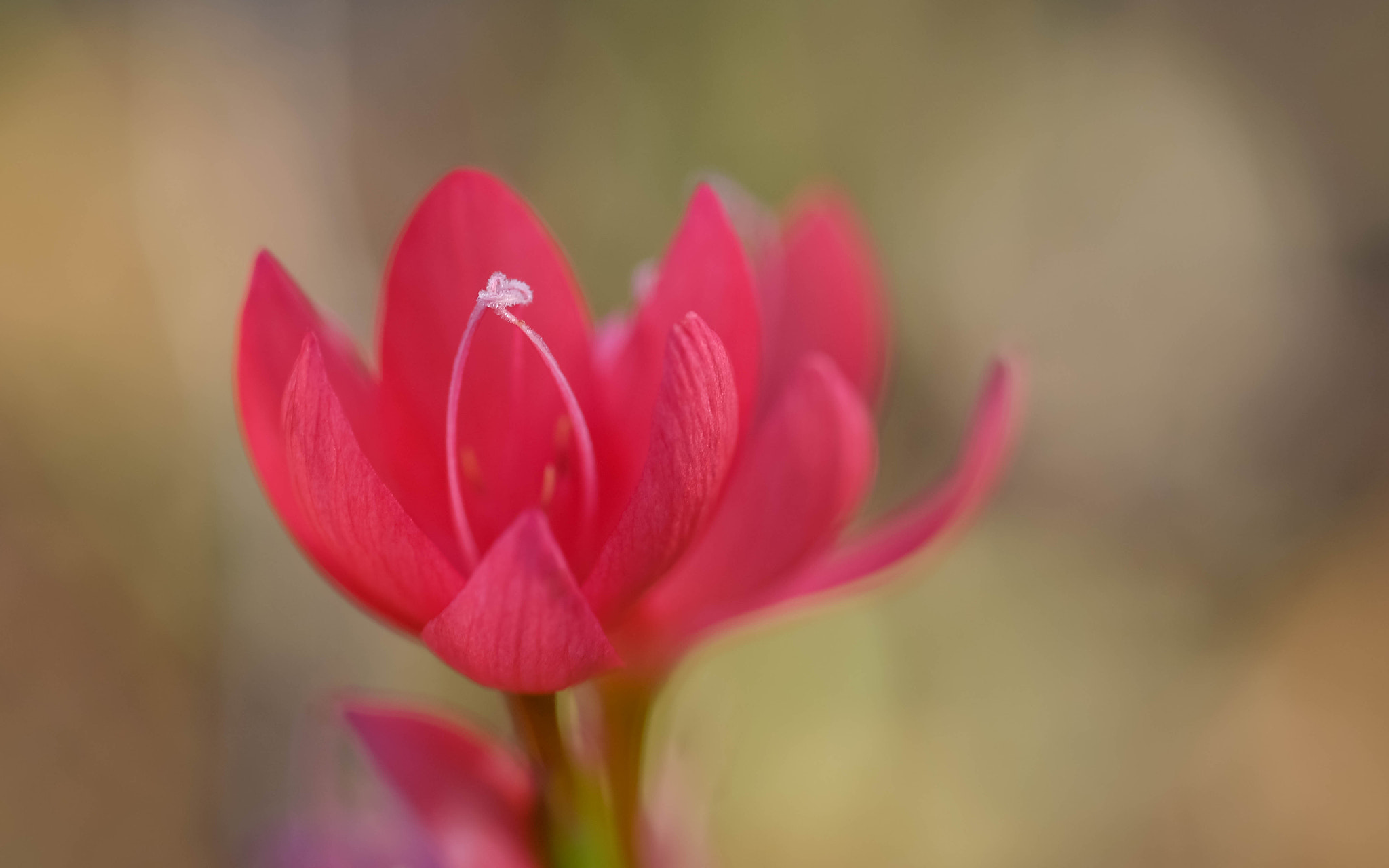 Fujifilm X-Pro2 + Fujifilm XF 60mm F2.4 R Macro sample photo. Enlacés photography
