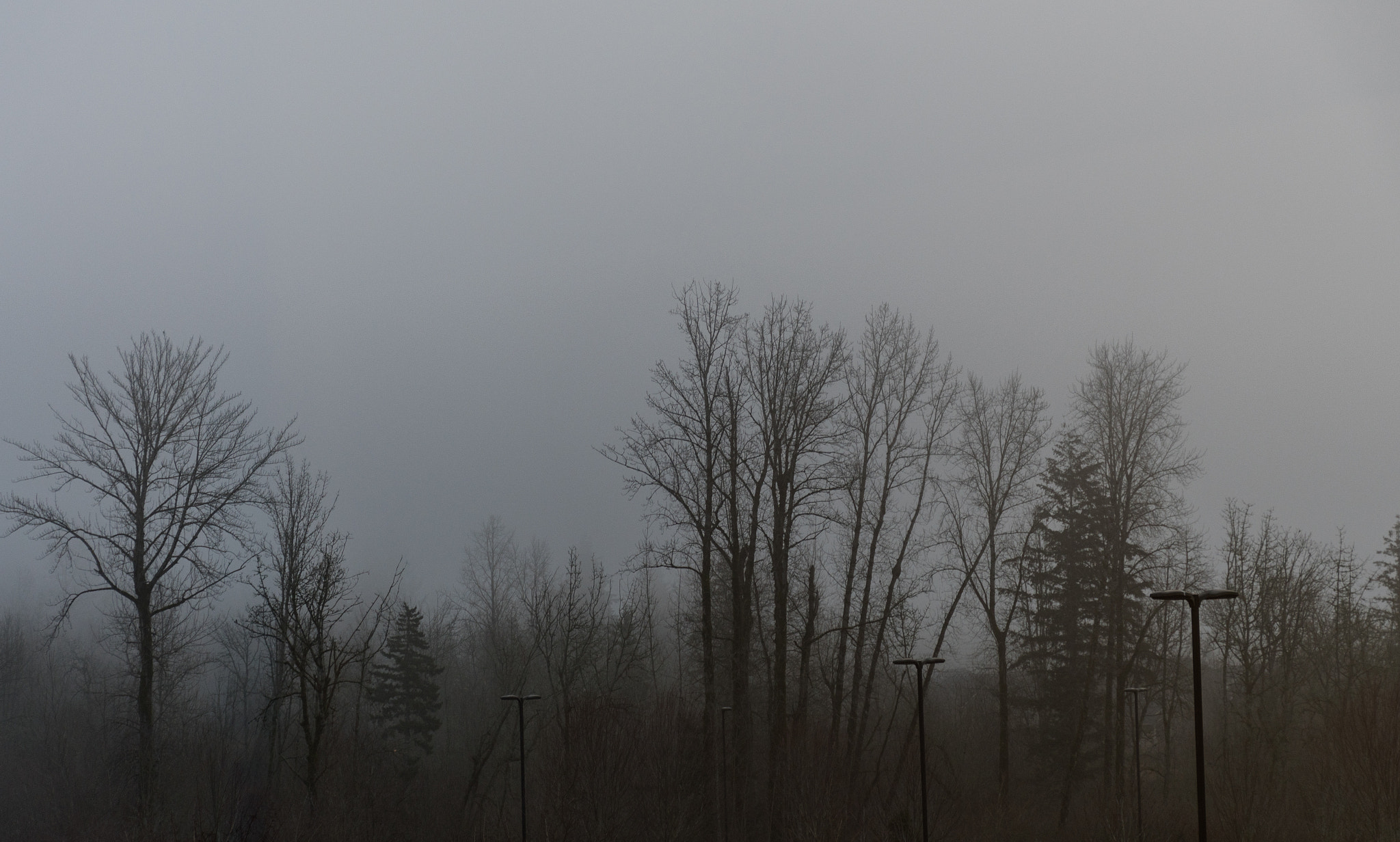 Nikon D500 sample photo. Foggy forest photography