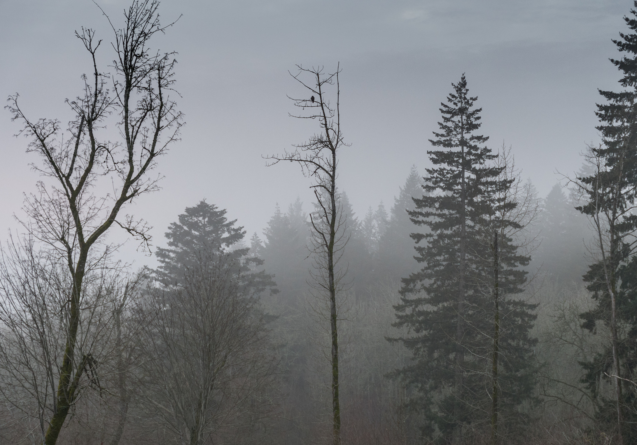 Nikon D500 sample photo. Foggy morning photography