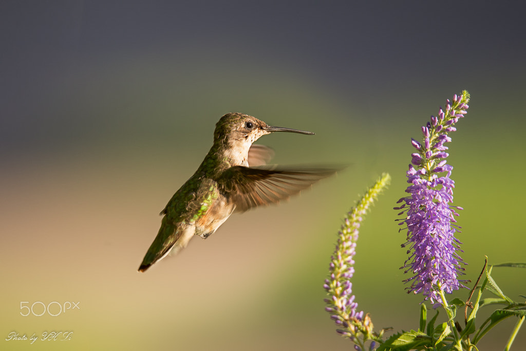 Canon EOS 6D + 150-600mm F5-6.3 DG OS HSM | Sports 014 sample photo. Hummingbird in pa photography