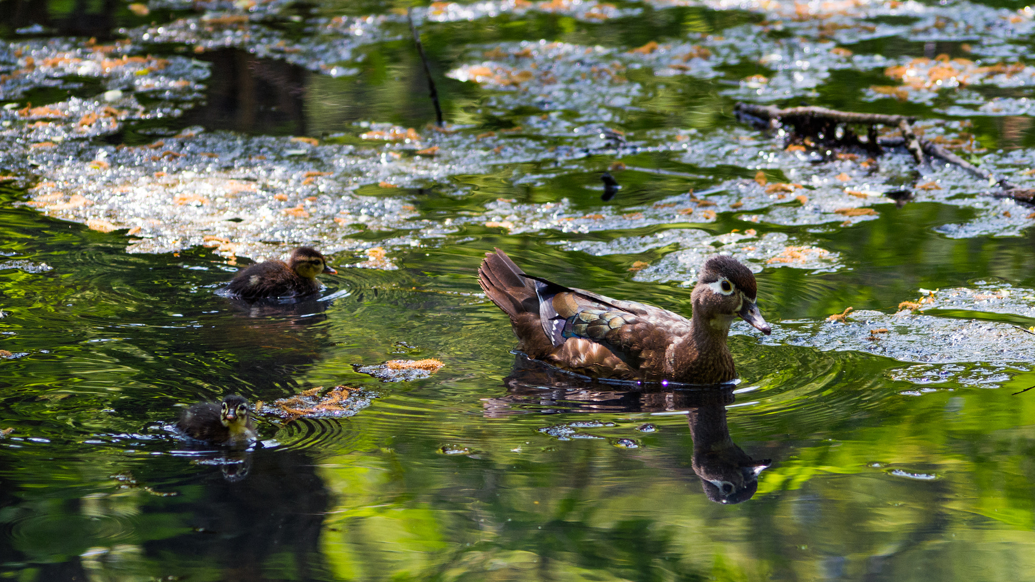 Olympus Zuiko Digital ED 70-300mm F4.0-5.6 sample photo. Duck & ducklings photography