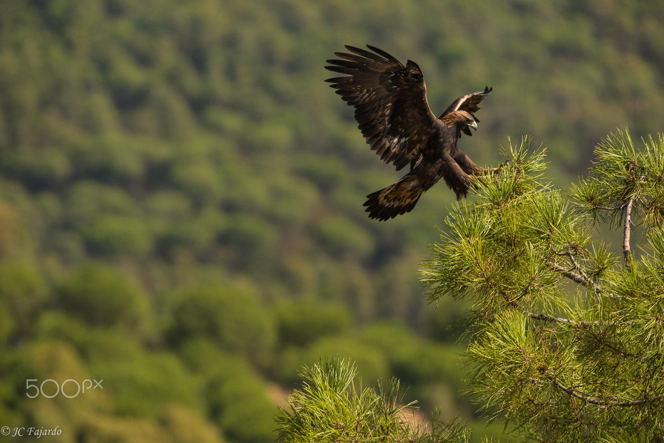 Nikon AF-S Nikkor 300mm F2.8G ED-IF VR sample photo. La real y su reino / the golden and his kingdom photography
