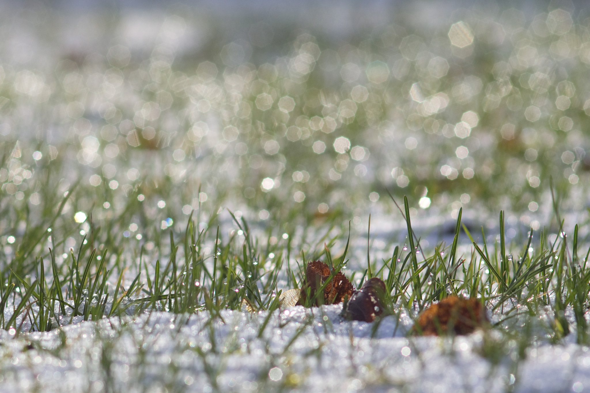 Canon EOS 60D + Sigma 105mm F2.8 EX DG Macro sample photo. First snow photography