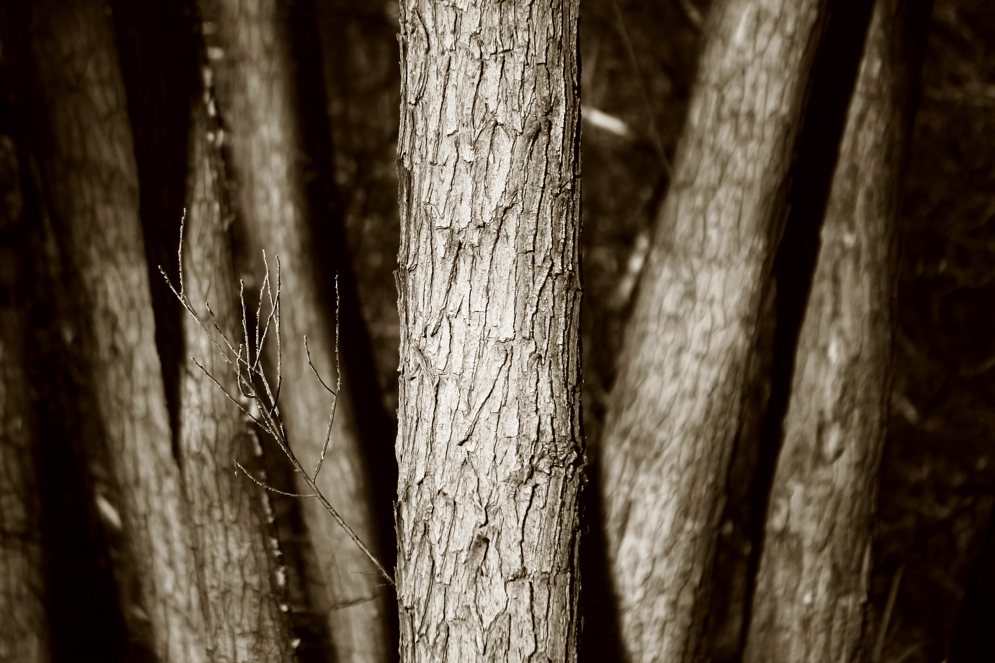 Canon EF-S 55-250mm F4-5.6 IS II sample photo. Tree trunks photography