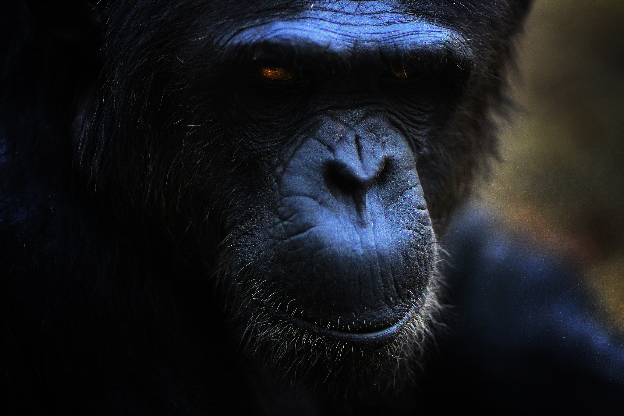 Canon EOS 7D + Canon EF 135mm F2L USM sample photo. Chimpanzee photography