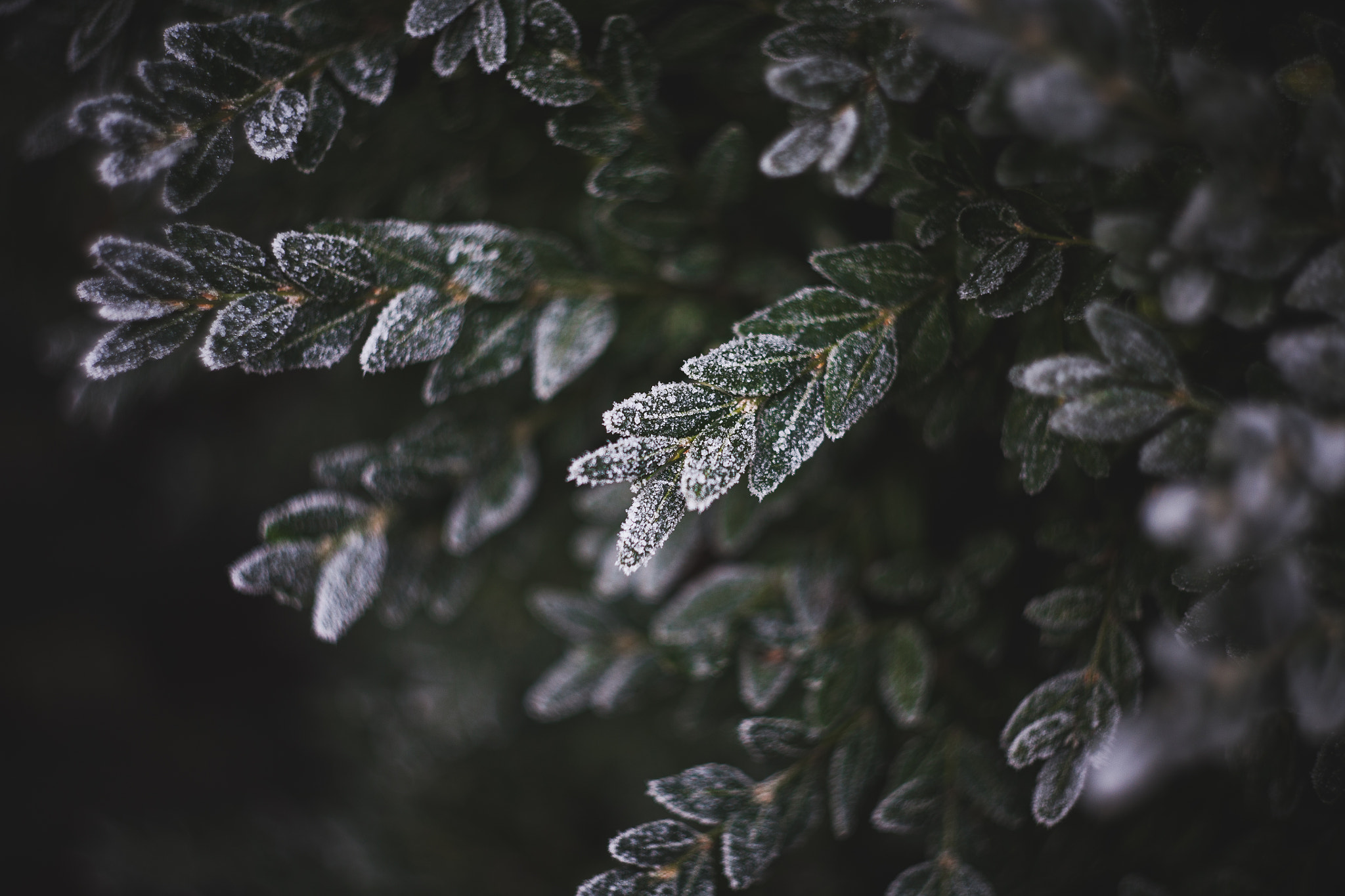 Canon EF 35-80mm f/4-5.6 sample photo. The frozen ones photography
