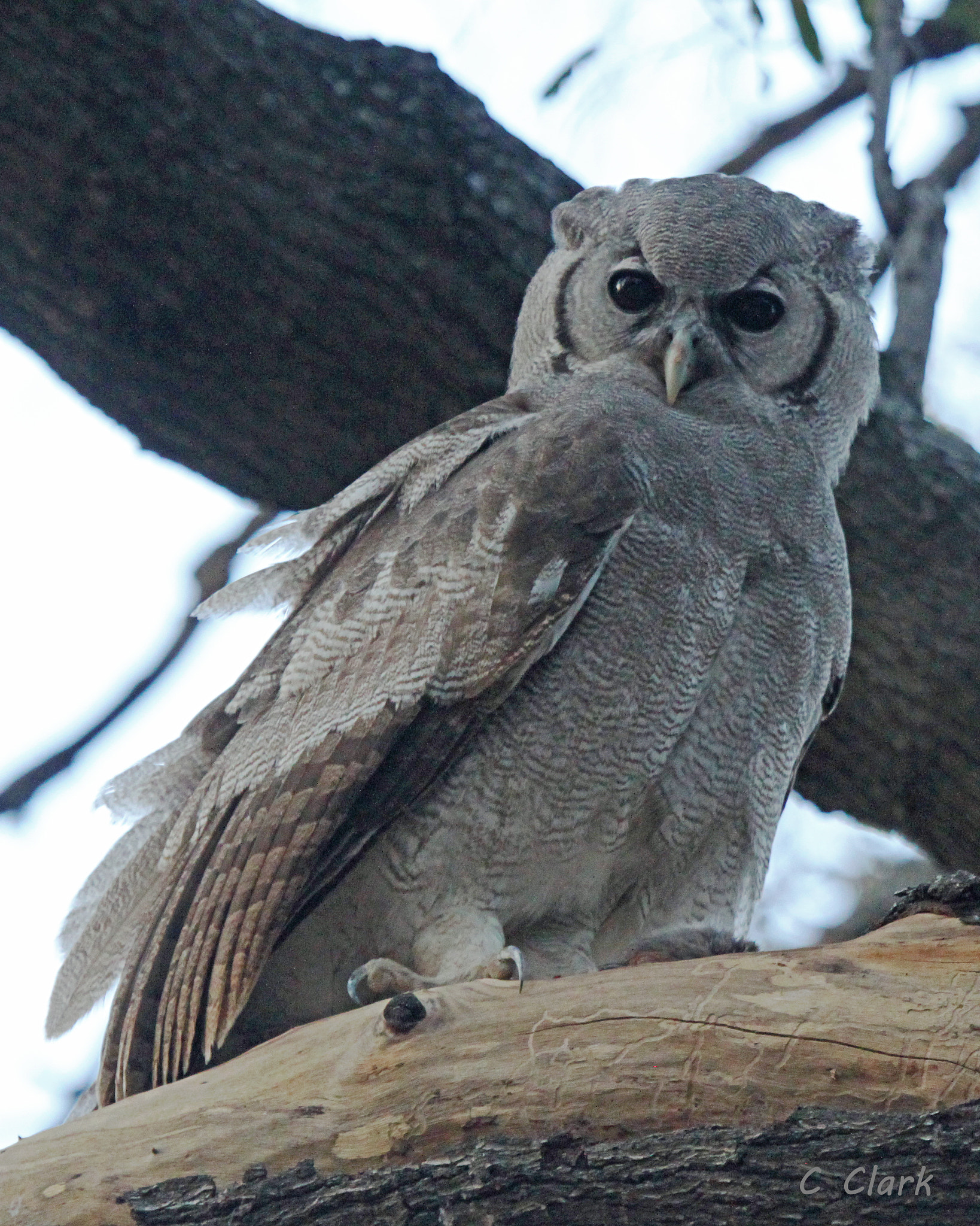 Canon EF 100-400mm F4.5-5.6L IS USM sample photo. Verreaux's eagle owl okavango delta botswana photography