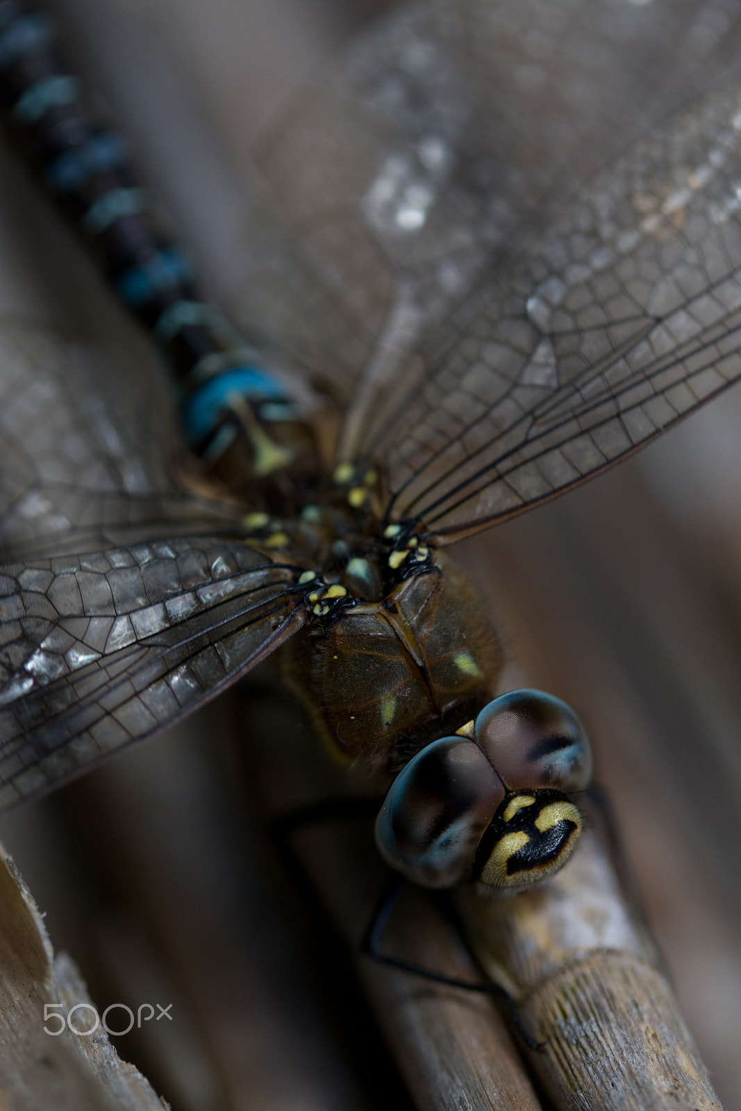 Canon EF-S 60mm F2.8 Macro USM sample photo. Libell photography