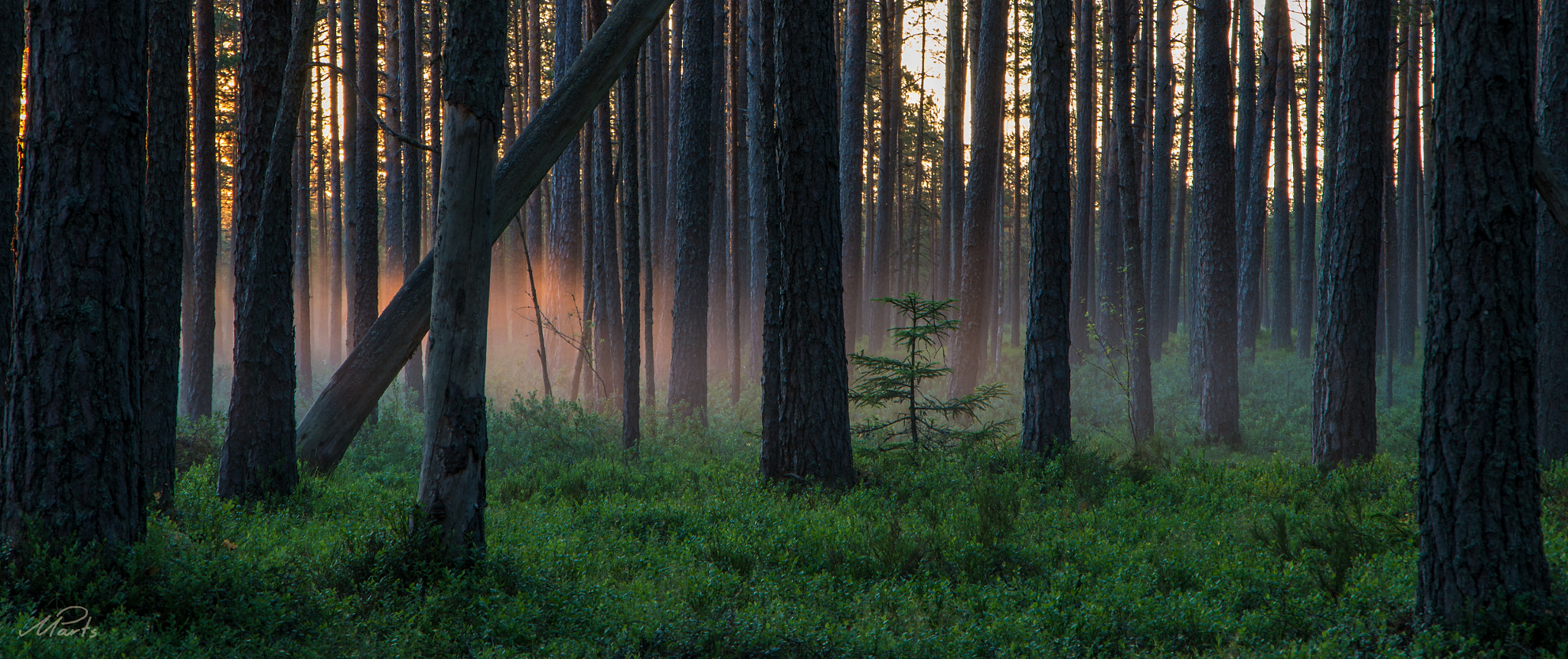 Pentax K-5 II sample photo. Summer morning photography