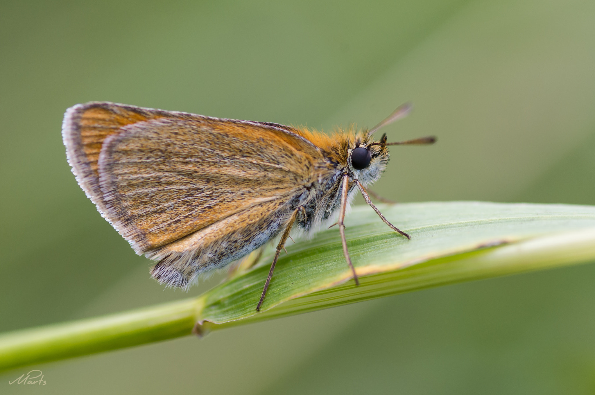 Tamron SP AF 90mm F2.8 Di Macro sample photo. X photography