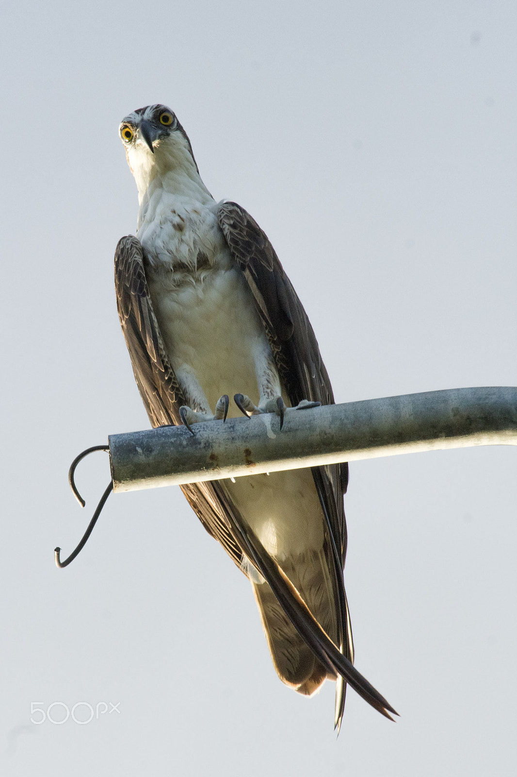 Canon EF 70-300mm F4-5.6 IS USM sample photo. Águila pescadora. chelem, yucatán photography