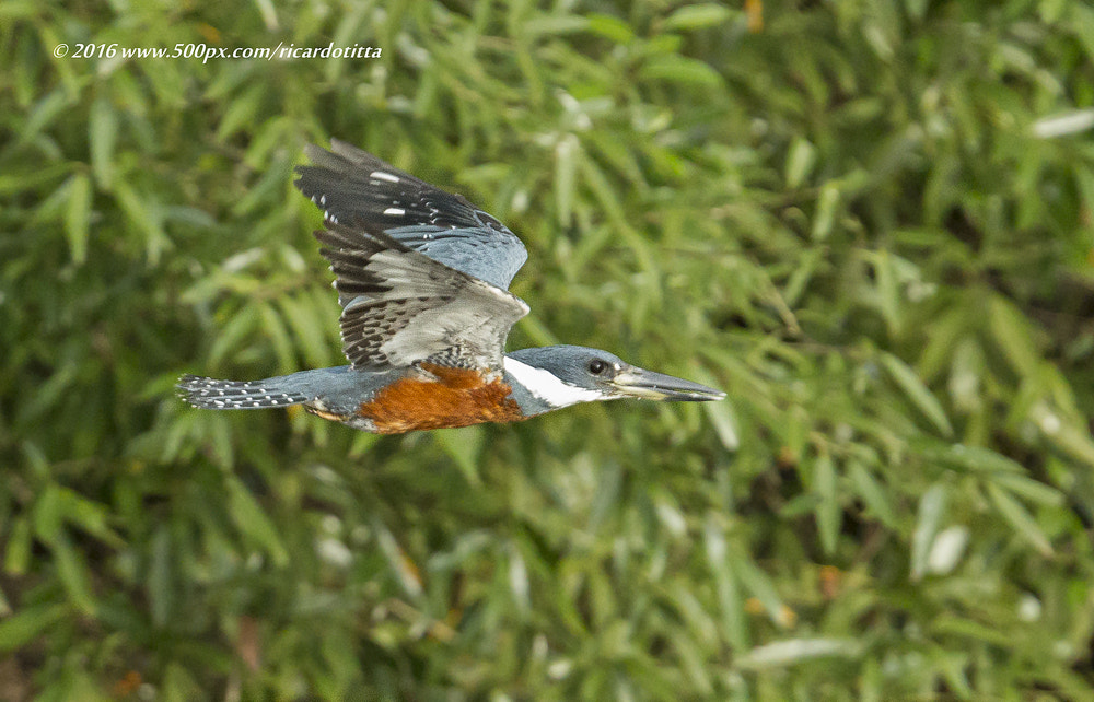 Canon EF 400mm F2.8L IS USM sample photo. Martim pescador photography