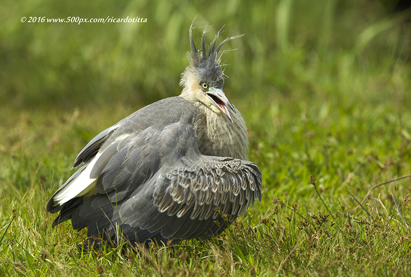 Canon EF 400mm F2.8L IS USM sample photo. _a5d7265-2.jpg maria faceira jovem photography