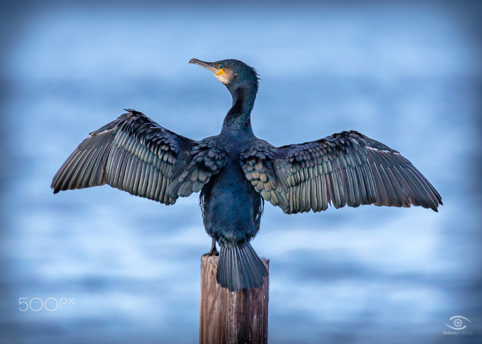 Canon EOS 6D + 150-600mm F5-6.3 DG OS HSM | Sports 014 sample photo. The great cormorant photography