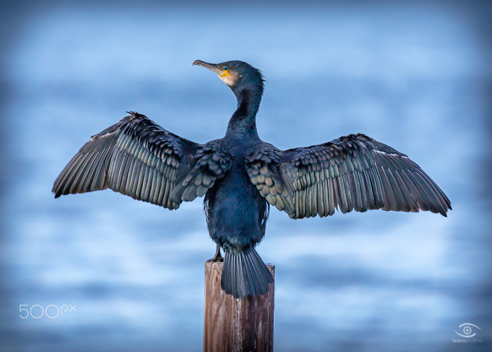 150-600mm F5-6.3 DG OS HSM | Sports 014 sample photo. The great cormorant photography