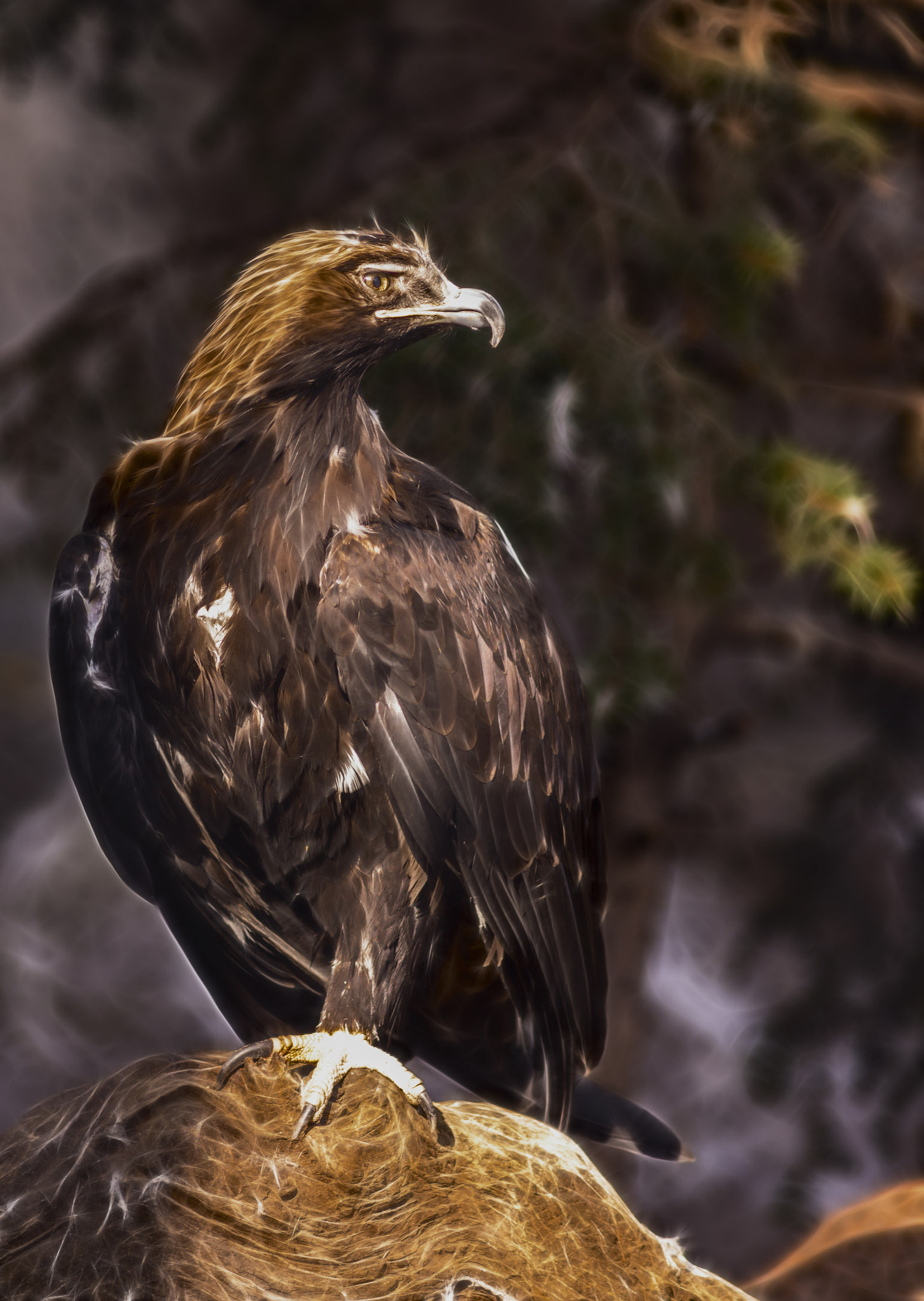 Nikon D600 + AF Nikkor 300mm f/4 IF-ED sample photo. Fire eagle photography