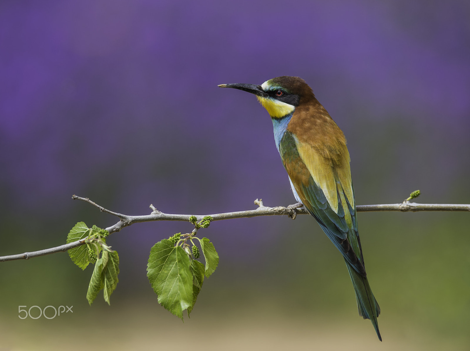 Nikon AF-S Nikkor 400mm F2.8D ED-IF II sample photo. Abejaruco photography