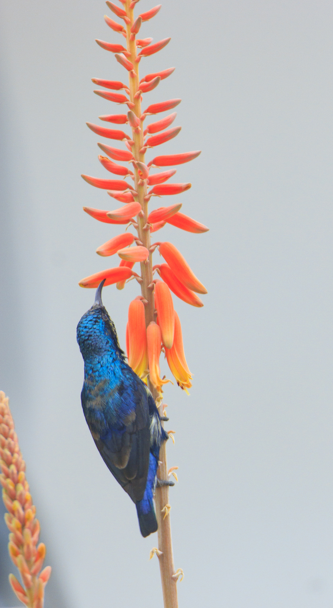 Tamron SP 150-600mm F5-6.3 Di VC USD sample photo. Happy new year photography