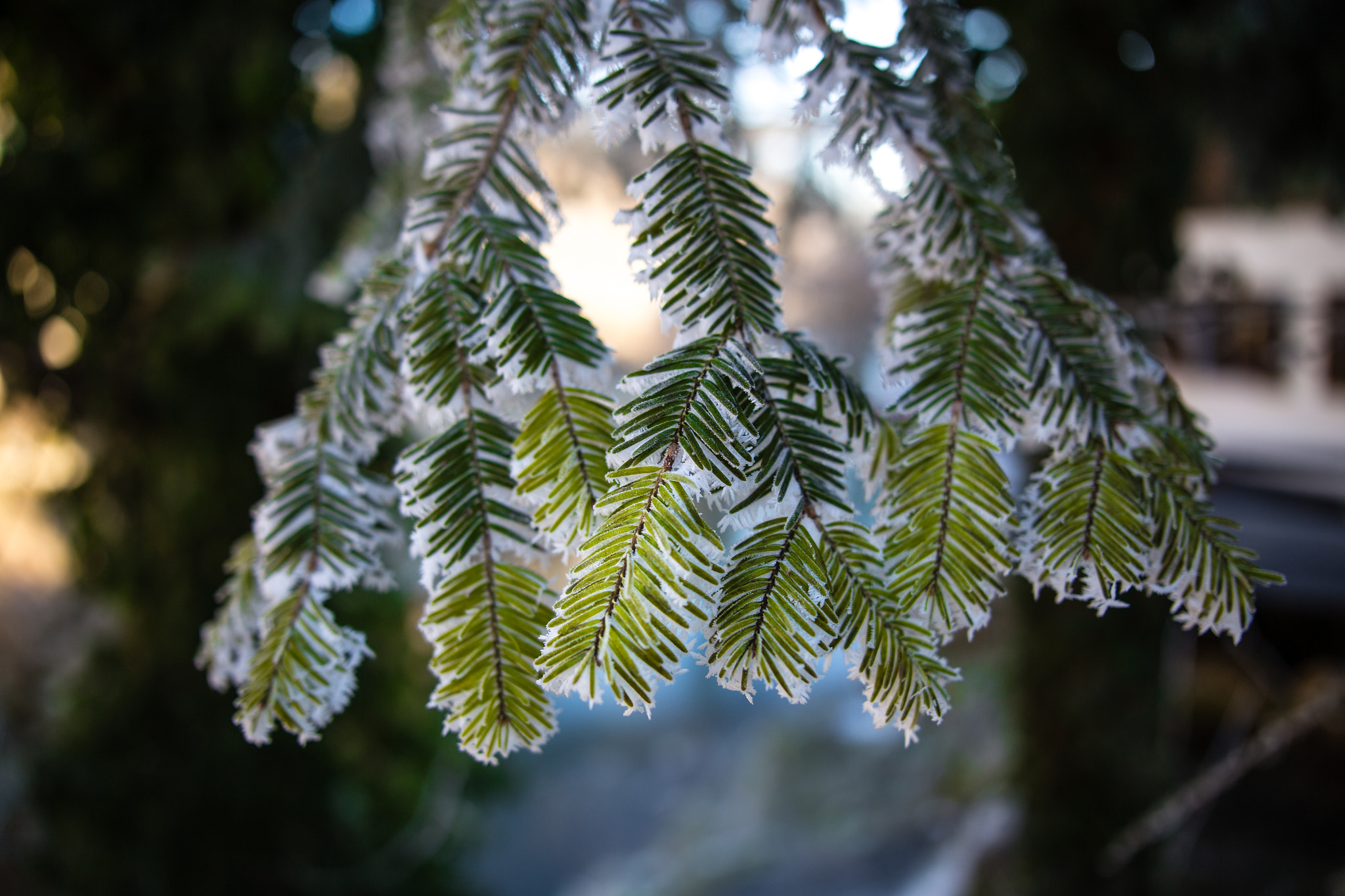 Sigma 24-35mm F2 DG HSM Art sample photo. Morning frost photography