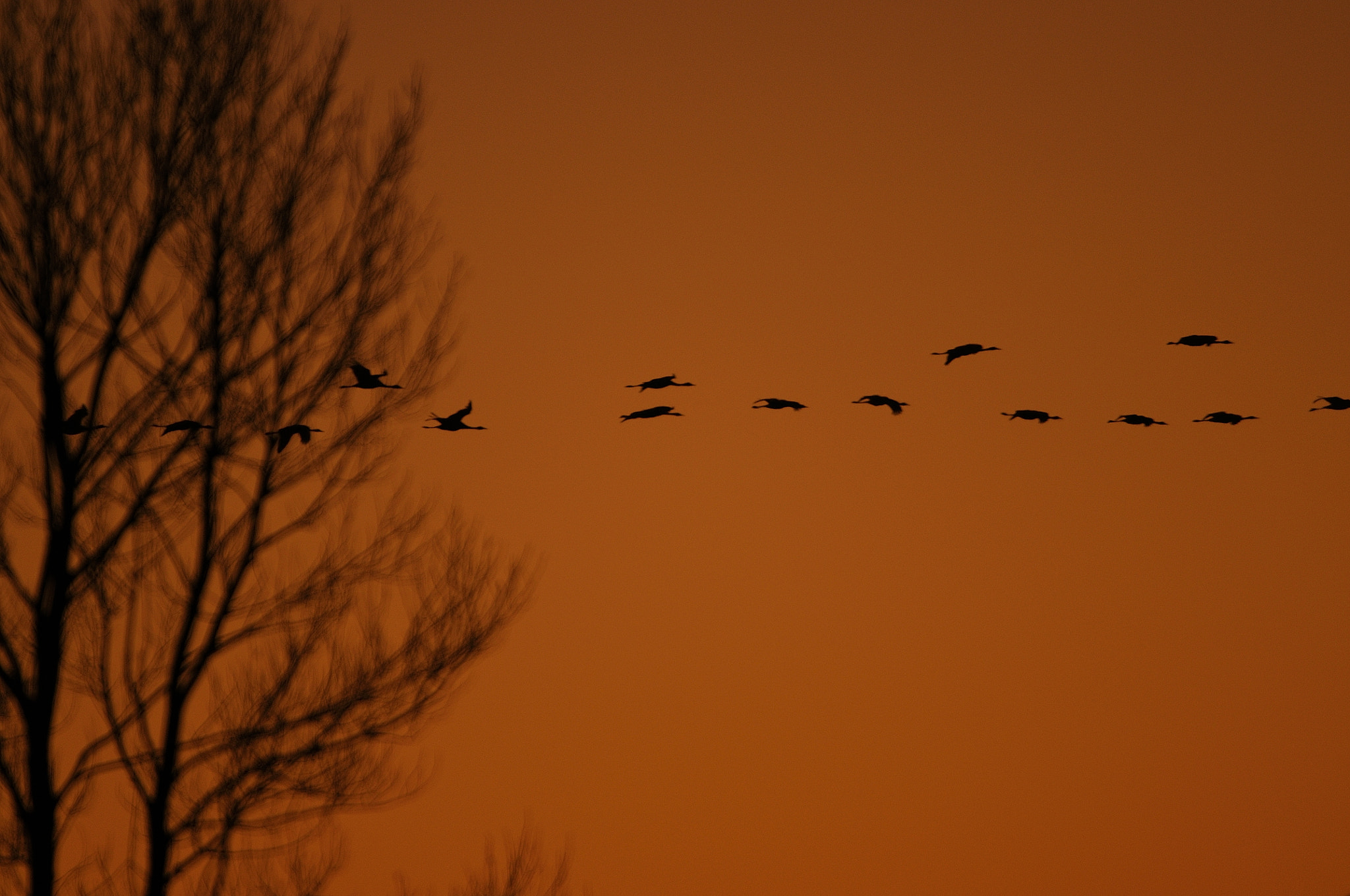 Nikon AF-S Nikkor 400mm F2.8G ED VR II sample photo. Sunset cranes photography