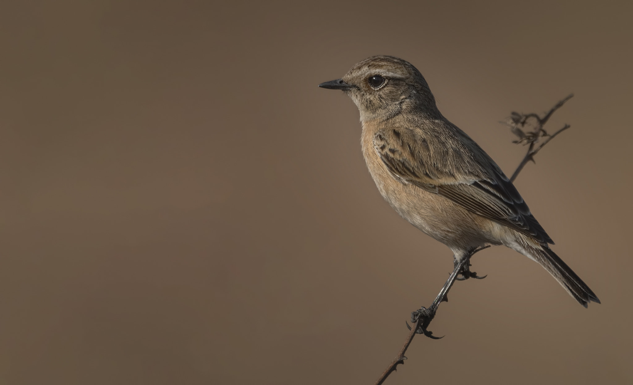 Nikon D750 + Nikon AF-S Nikkor 500mm F4G ED VR sample photo. Siberian stonechat photography