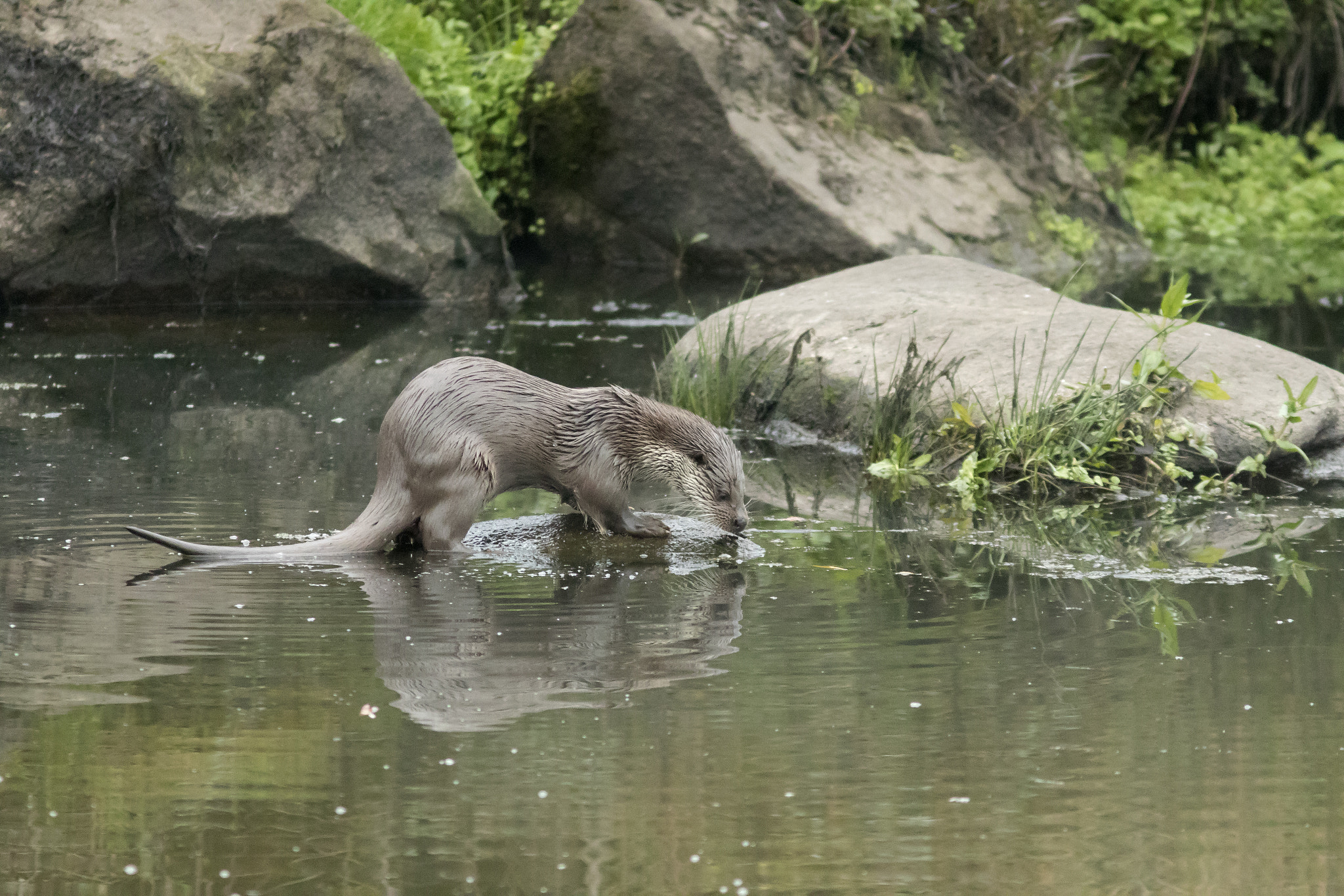 Canon EF 300mm F4L IS USM sample photo. Nutria europea photography