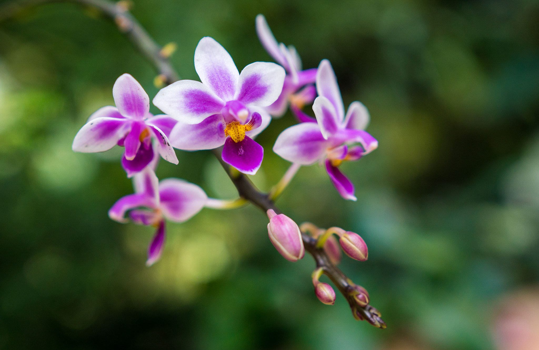 Sony a6300 sample photo. Orchids photography