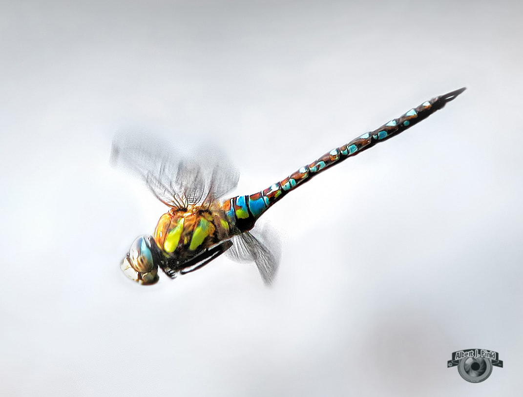 Canon EF 70-210mm f/4 sample photo. Libelle im flug photography